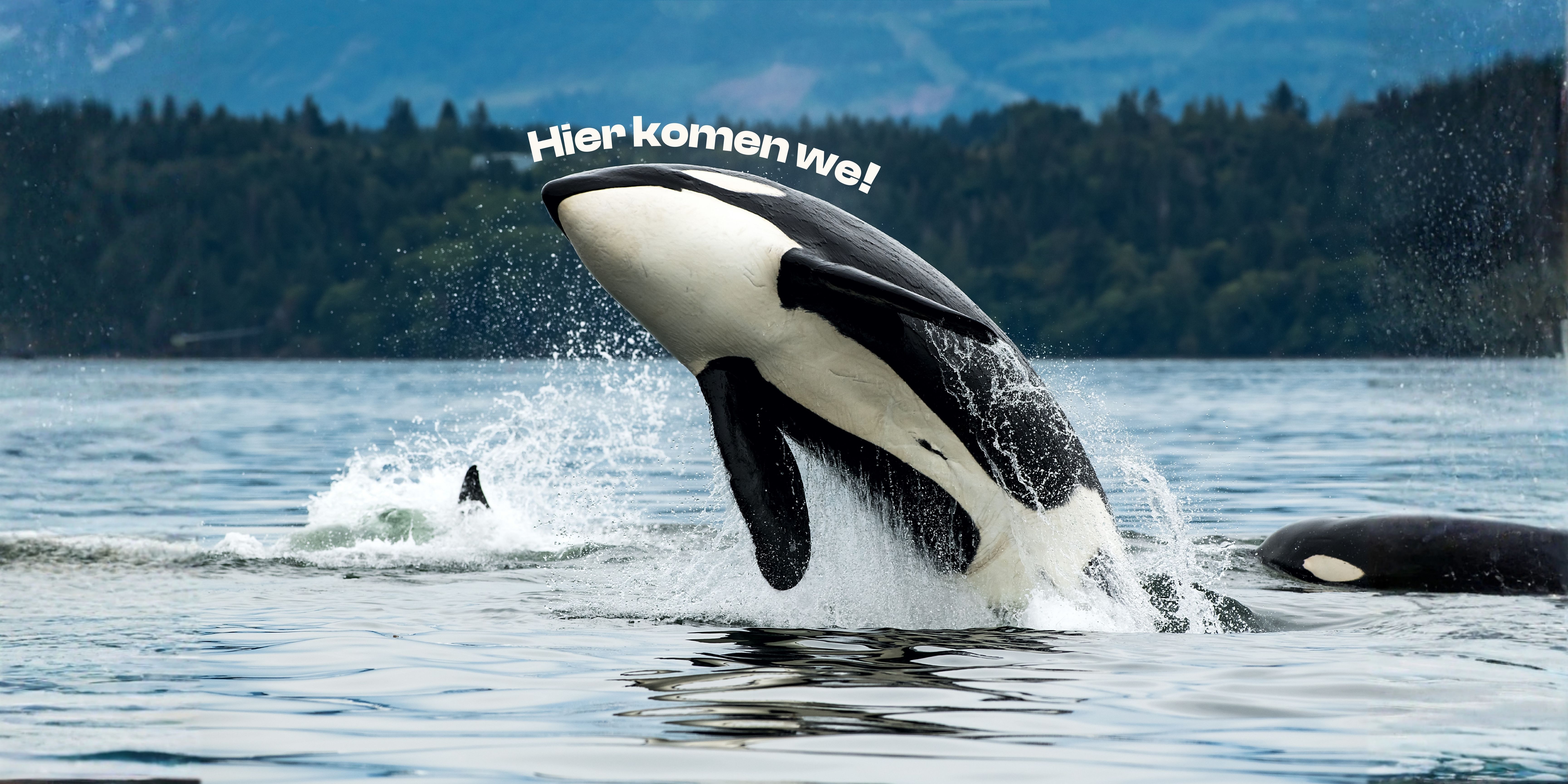 Orka’s en mensen: vriend of vijand?