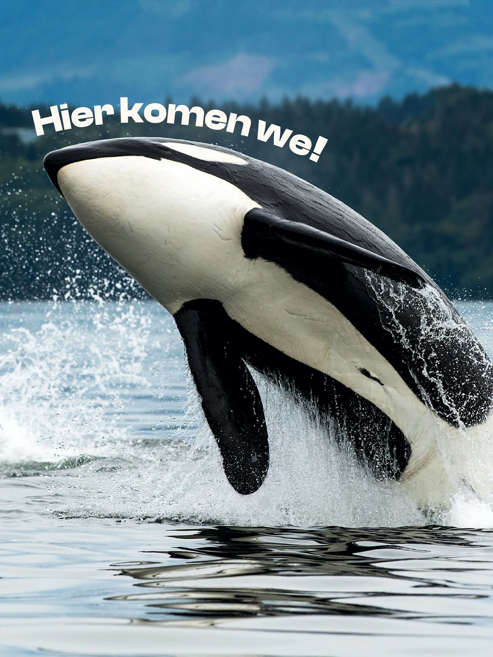Orka’s en mensen: vriend of vijand?