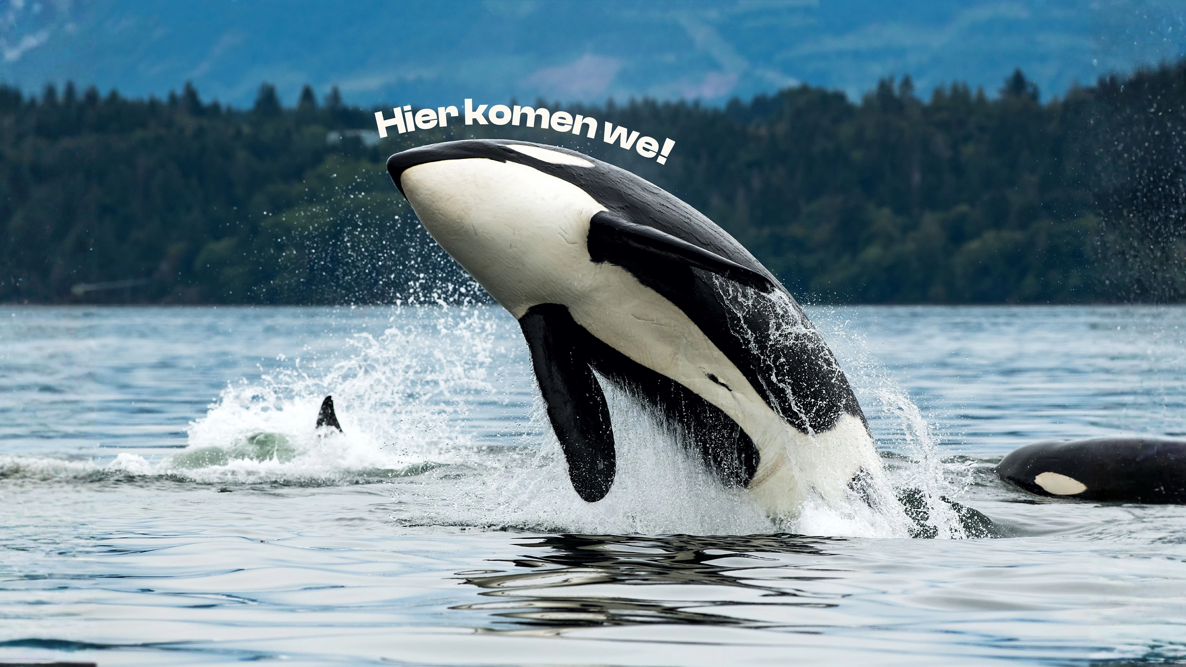 Orka’s en mensen: vriend of vijand?