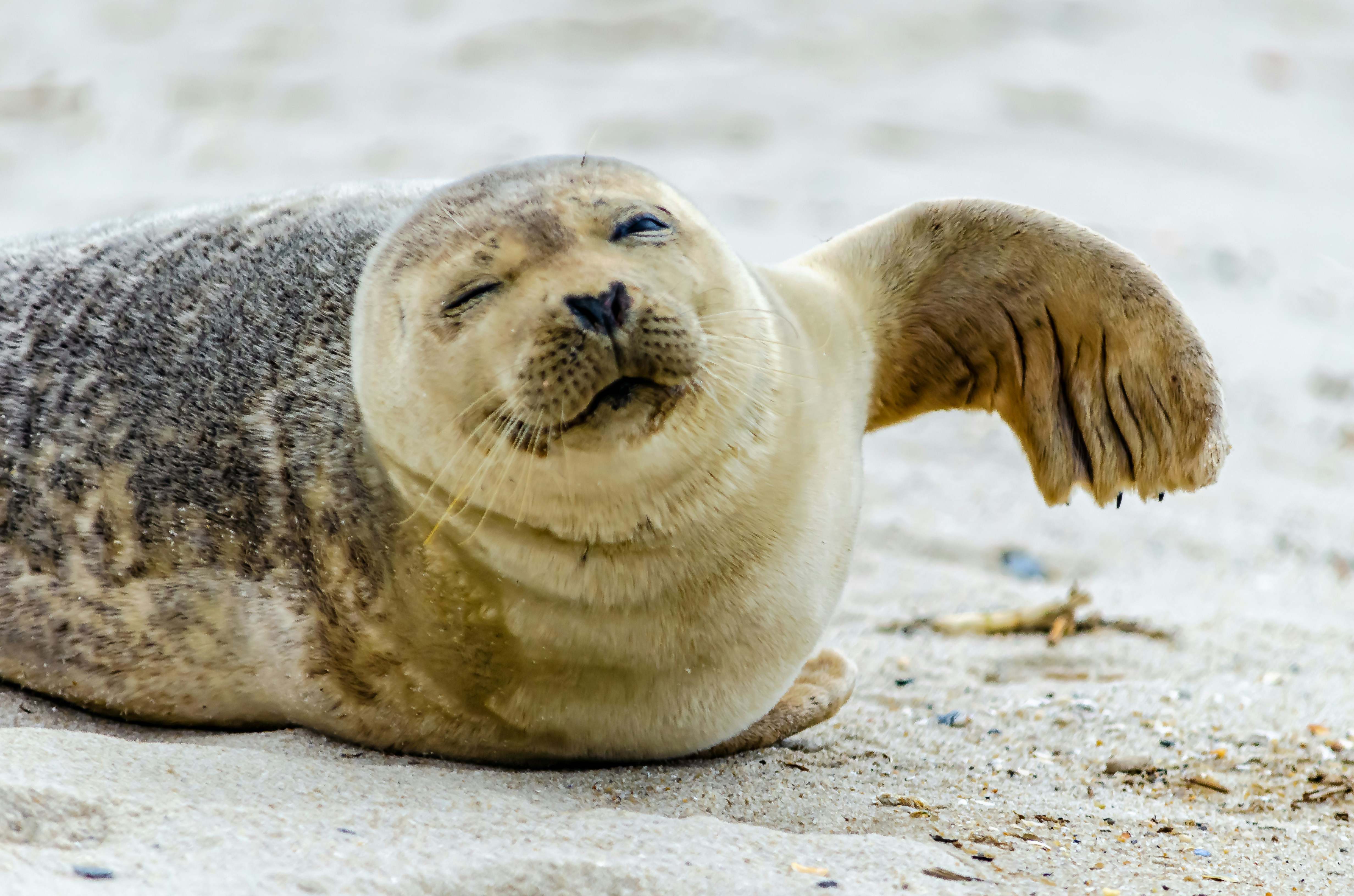 Jonge zeehonden wachten op hun beurt om te praten