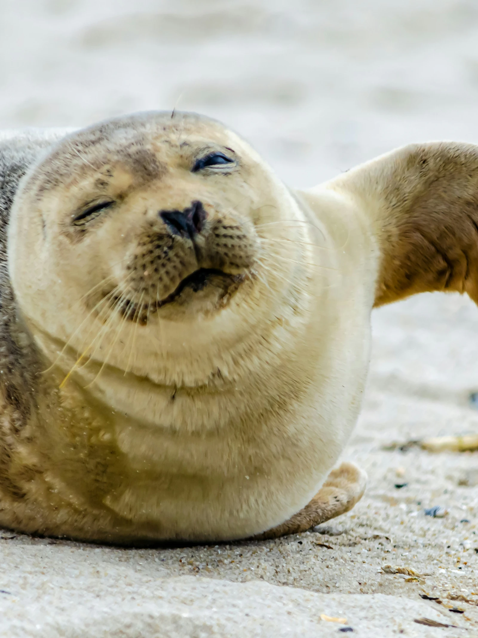 Jonge zeehonden wachten op hun beurt om te praten