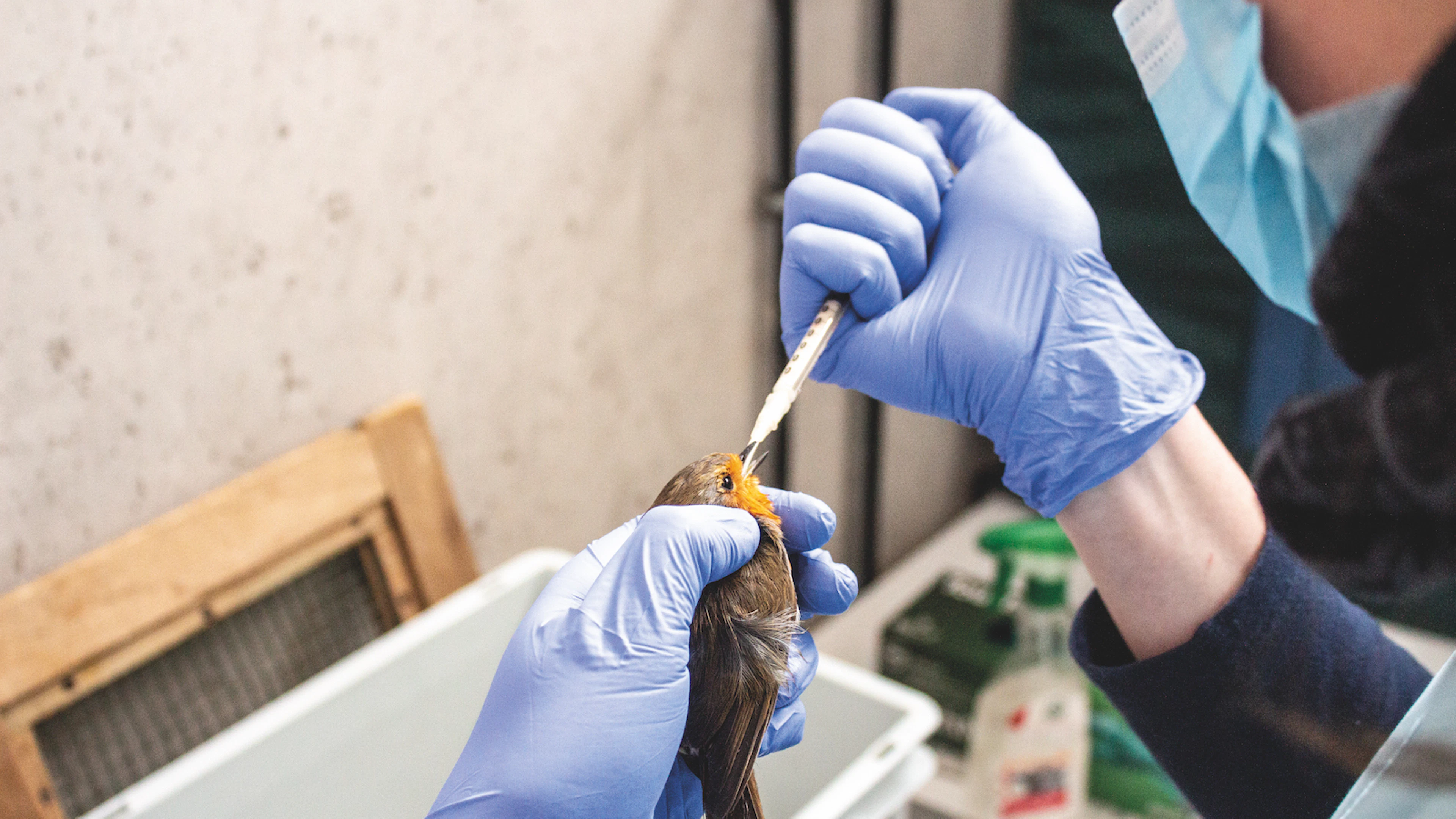 Vlaamse dierenwelzijnsprijs voor scriptie over vogels die tegen ramen vliegen