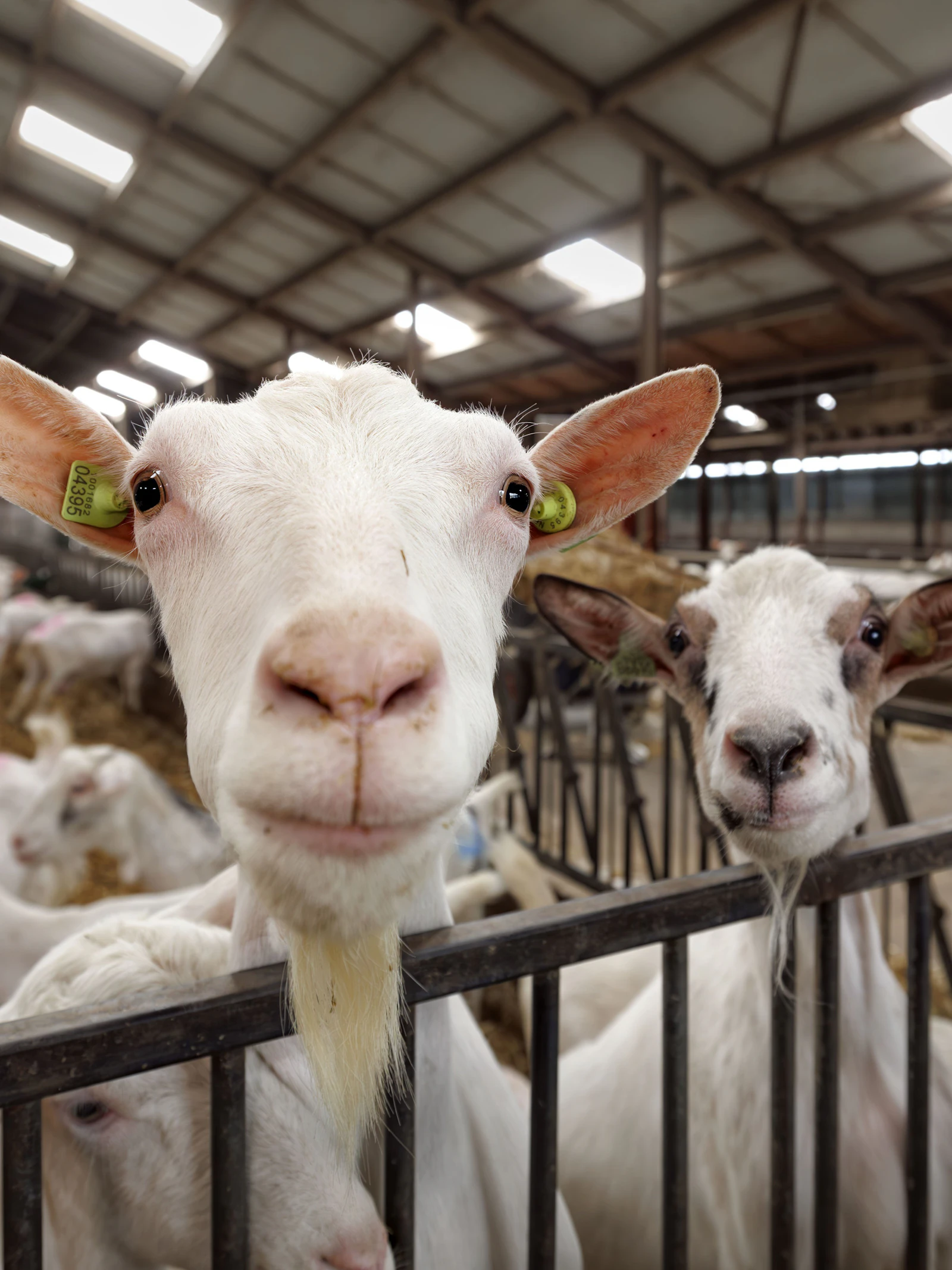 In de buurt wonen van een geitenboerderij vergroot de kans op een longontsteking