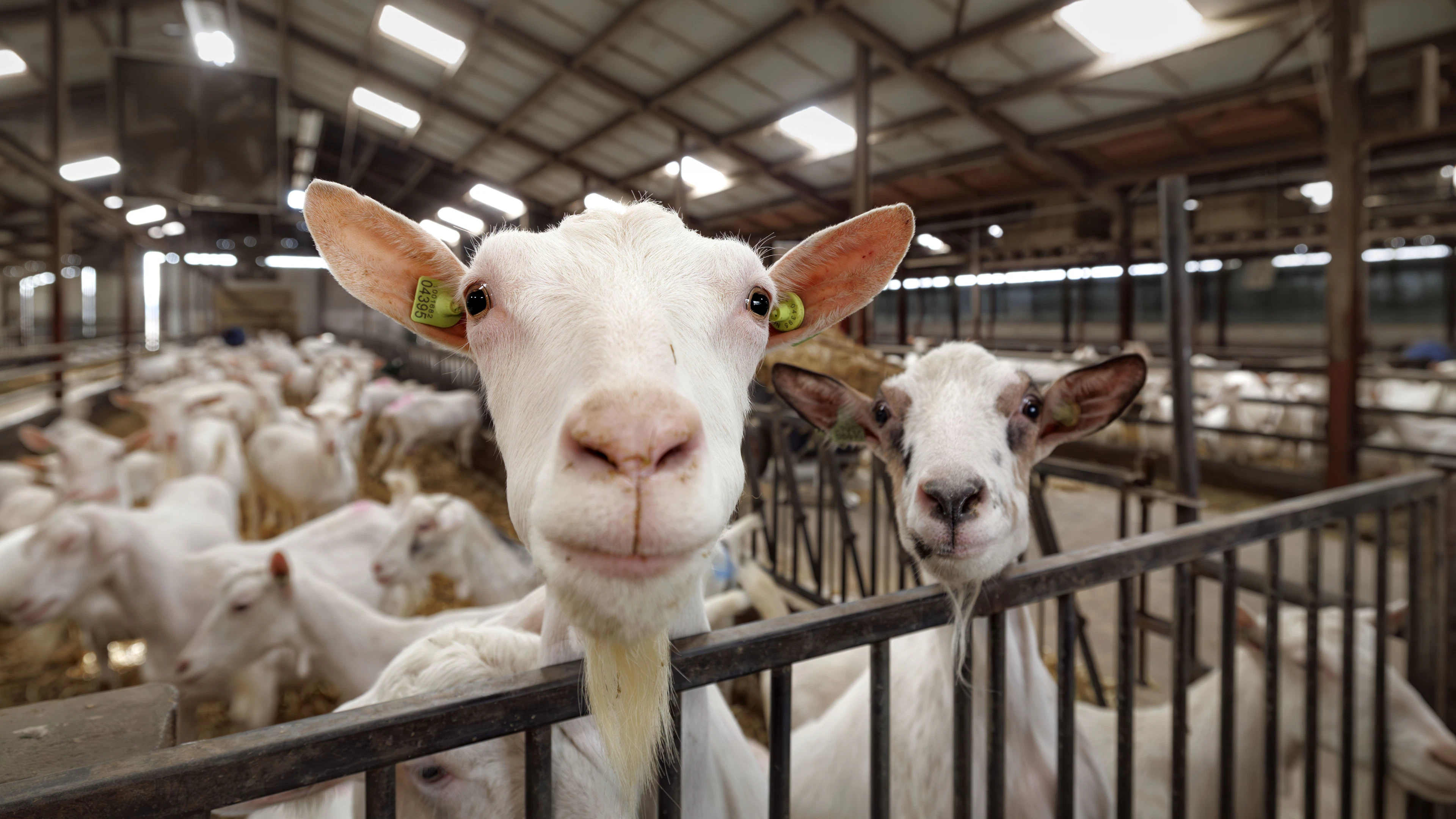 In de buurt wonen van een geitenboerderij vergroot de kans op een longontsteking