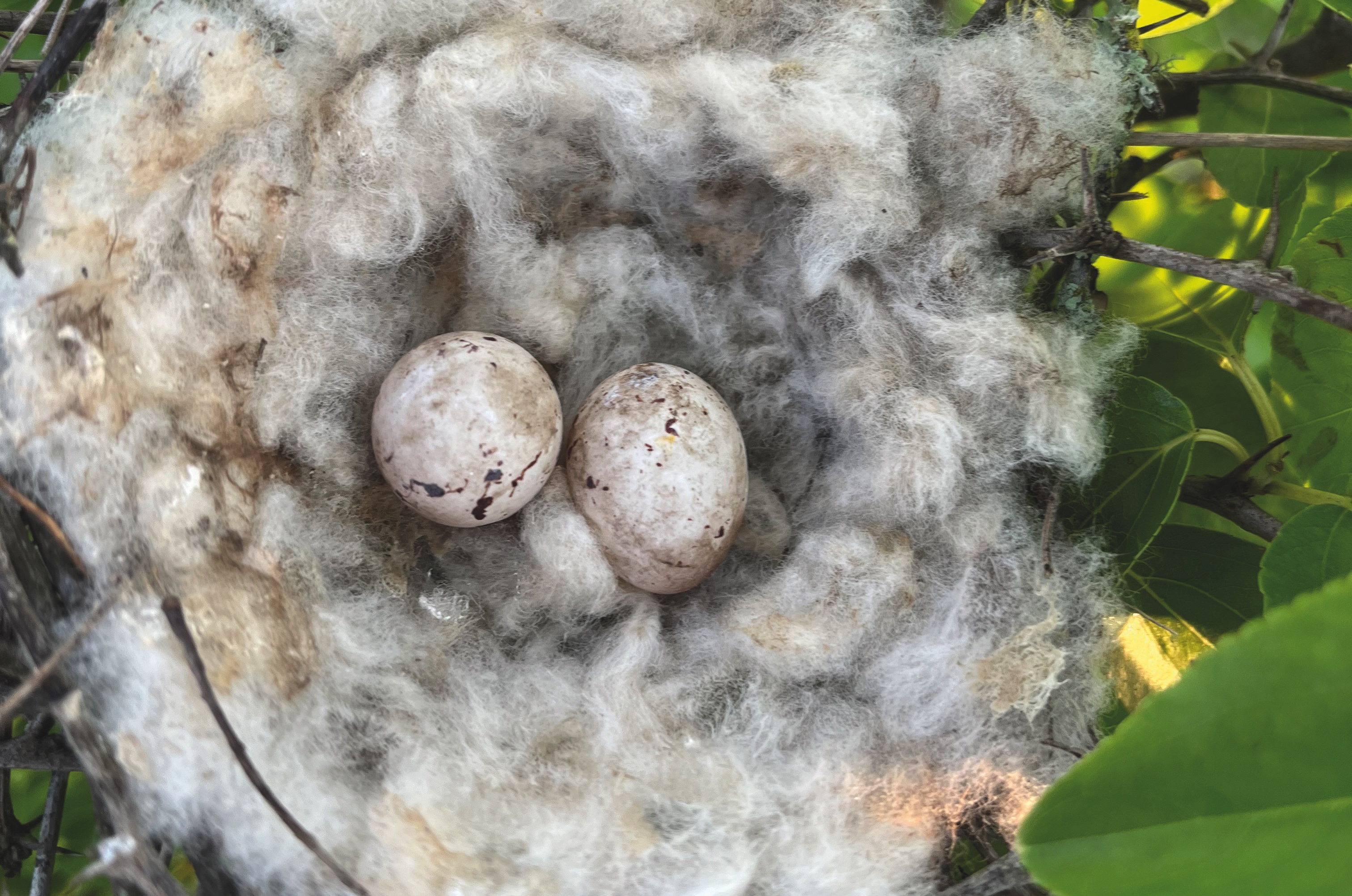 Zachte vogelnesten verspreiden katoenplant