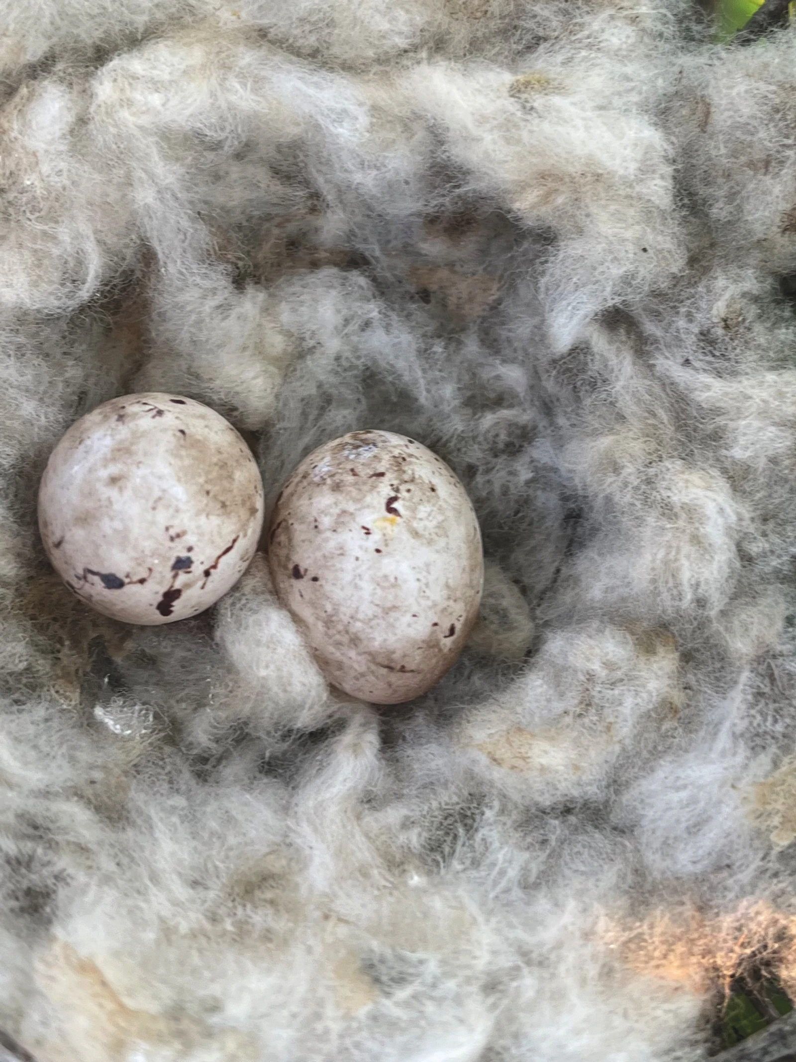Zachte vogelnesten verspreiden katoenplant
