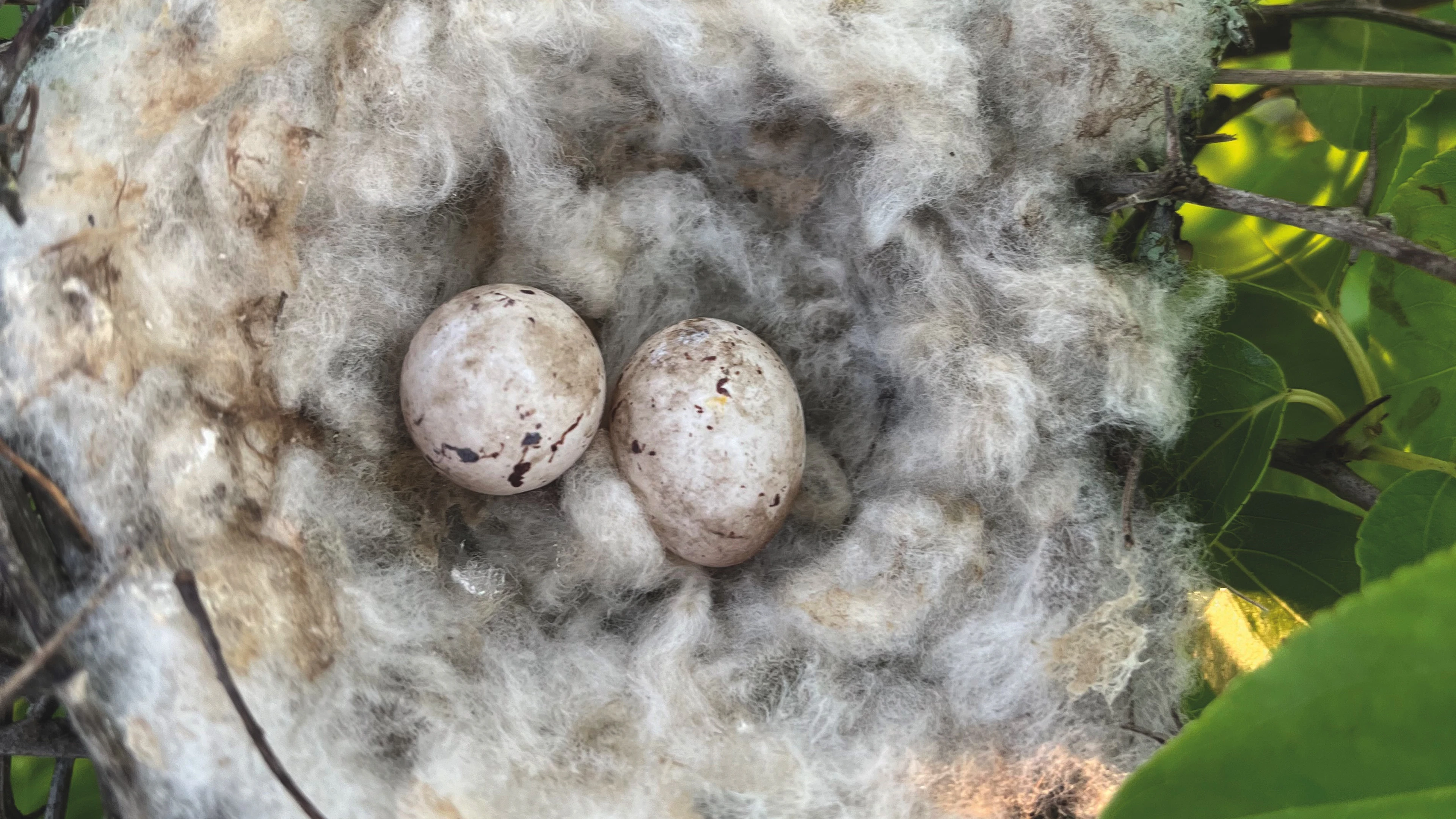 Zachte vogelnesten verspreiden katoenplant