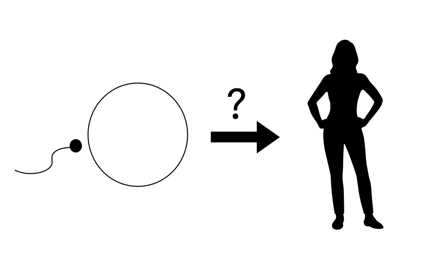Van één cel naar een volledig organisme: hoe werkt dat?