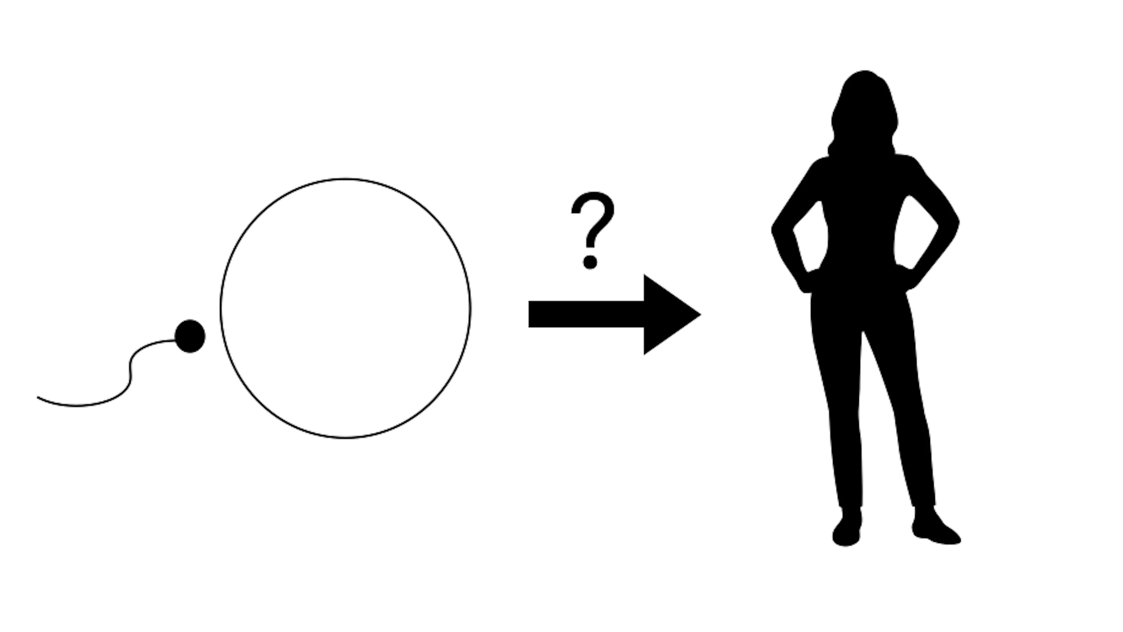 Van één cel naar een volledig organisme: hoe werkt dat?