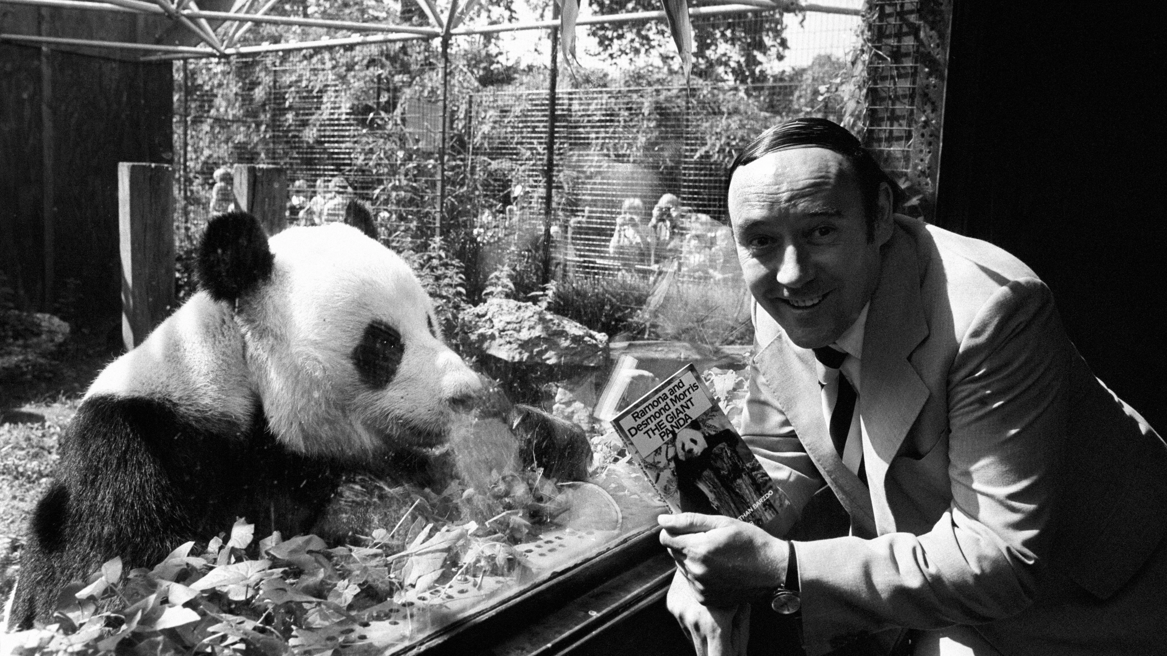 Desmond Morris, schrijver van ‘De Naakte Aap’, overleden op 98-jarige leeftijd