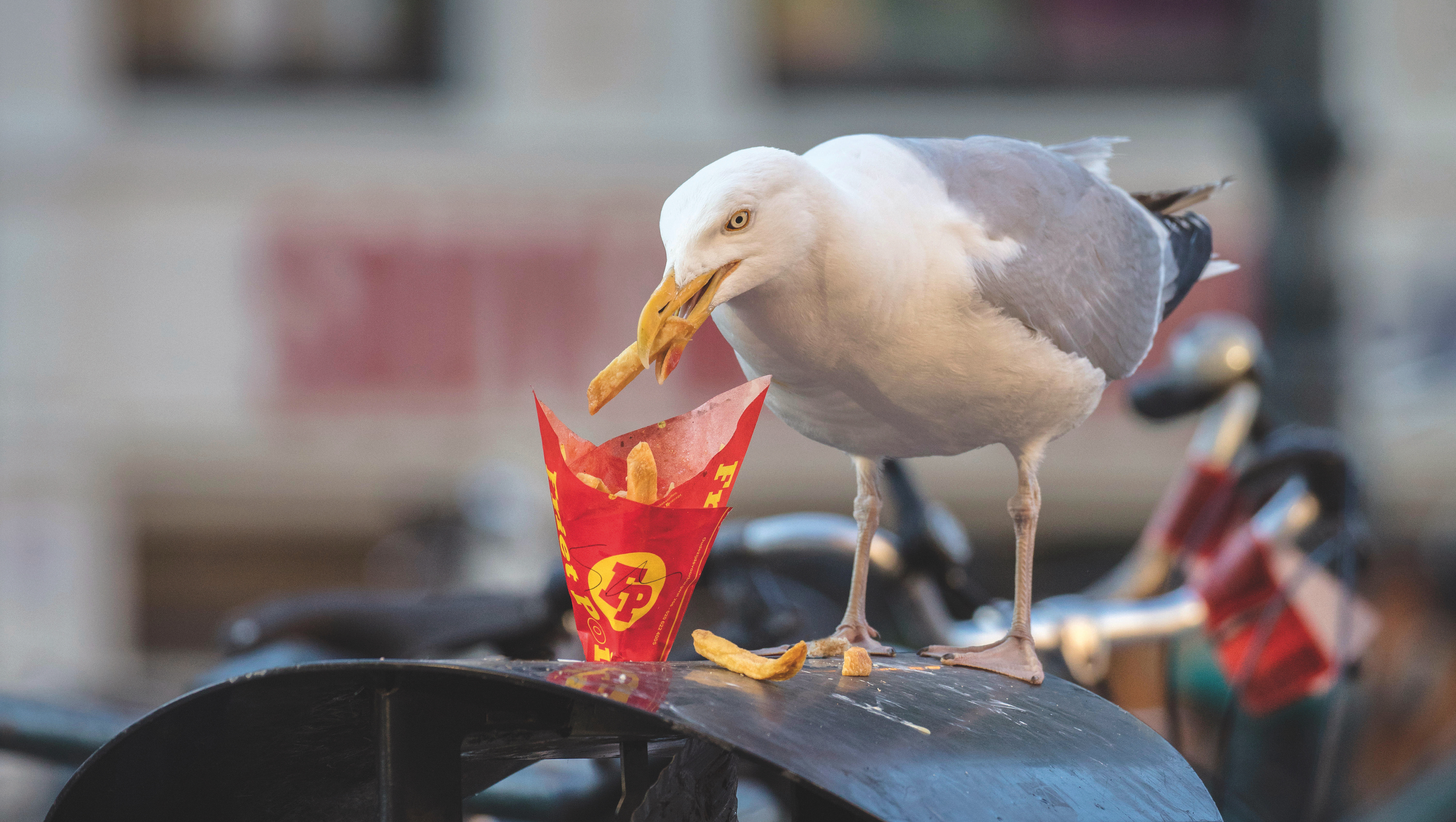 Over pechvogels, zeevogels en vroege vogels