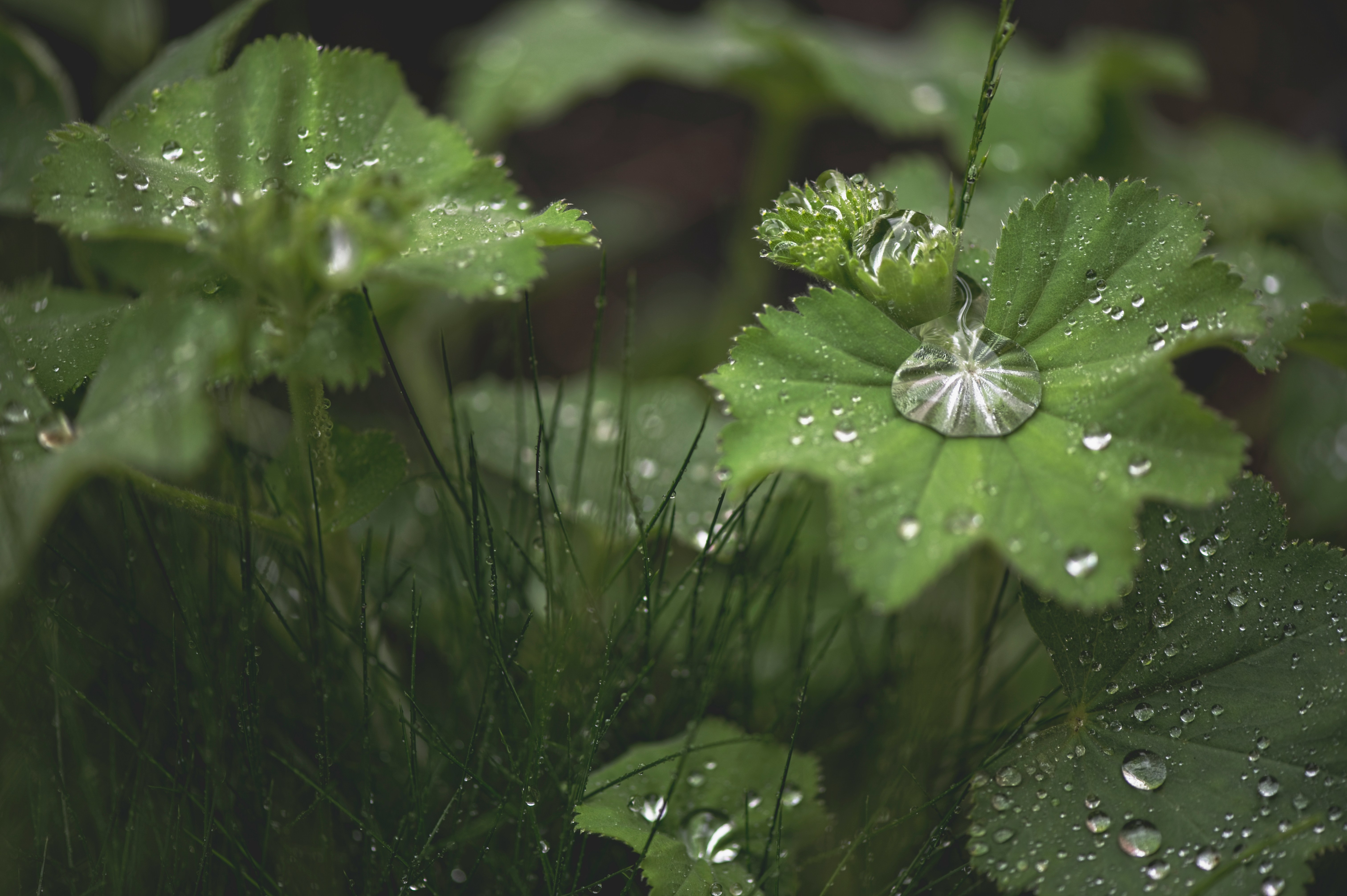Hoe regen zaden ‘wakker’ maakt