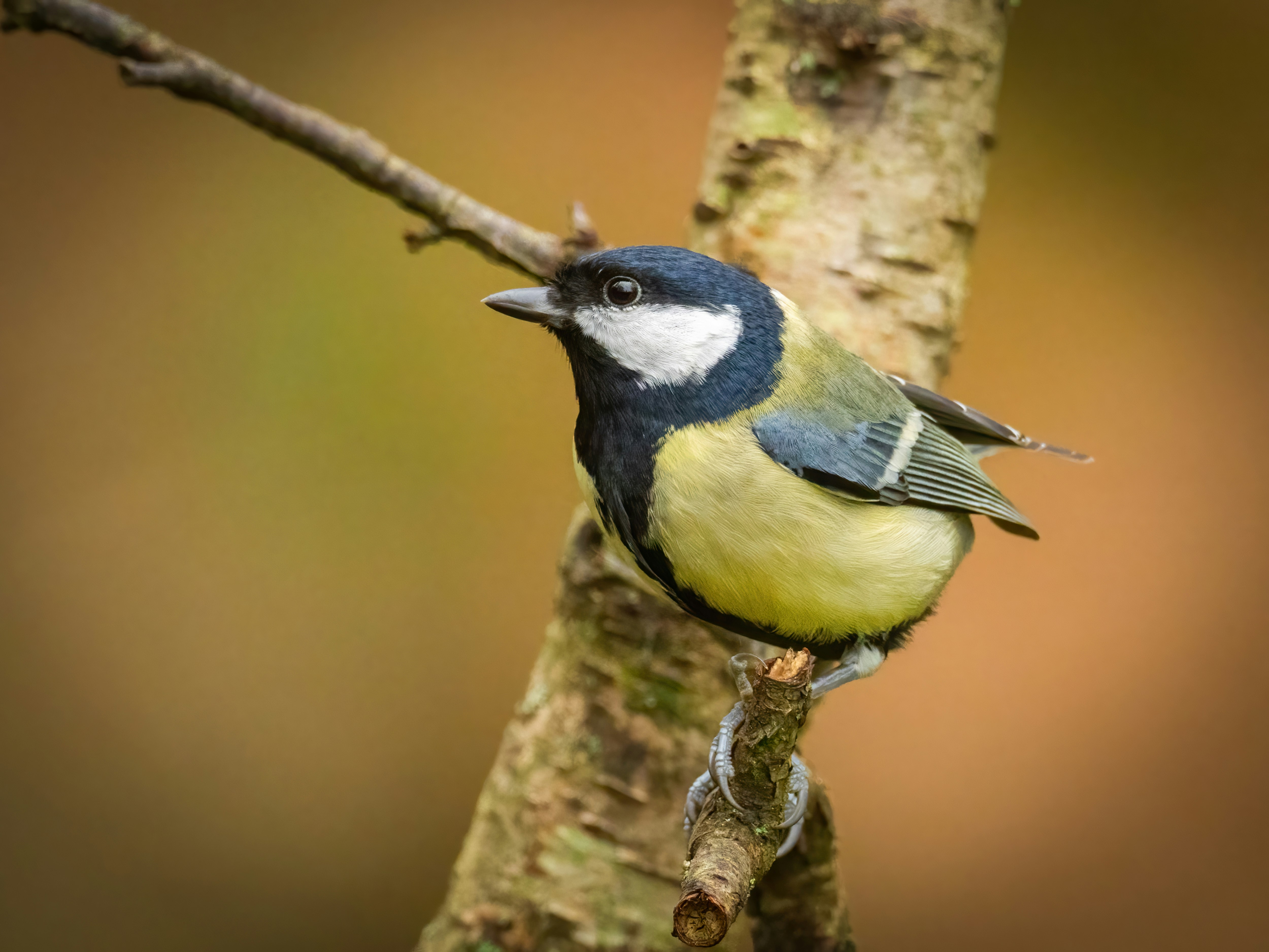 Stads­vogels lijken banger te zijn voor vrouwen dan voor mannen