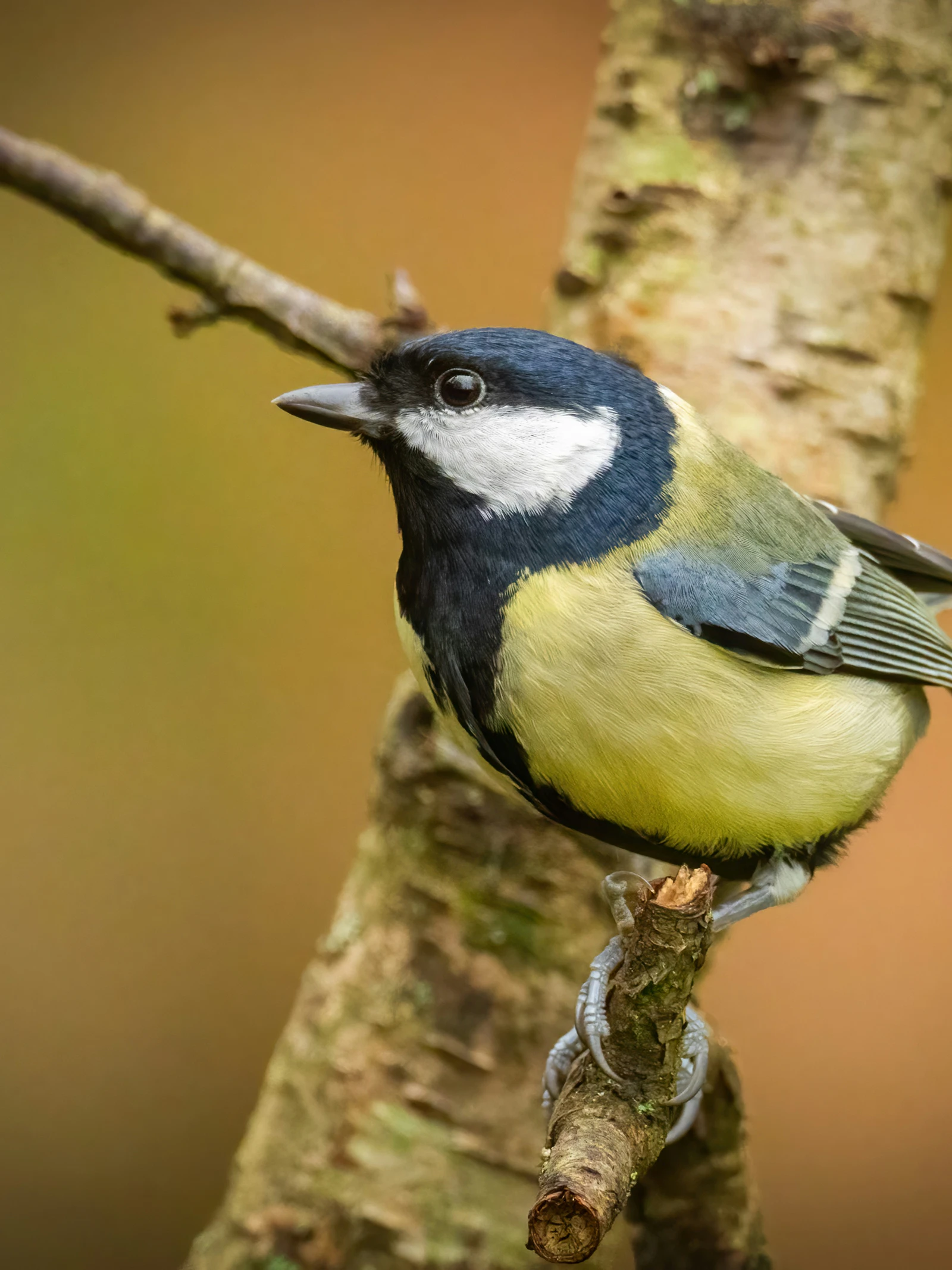 Stadsvogels lijken banger te zijn voor vrouwen dan voor mannen