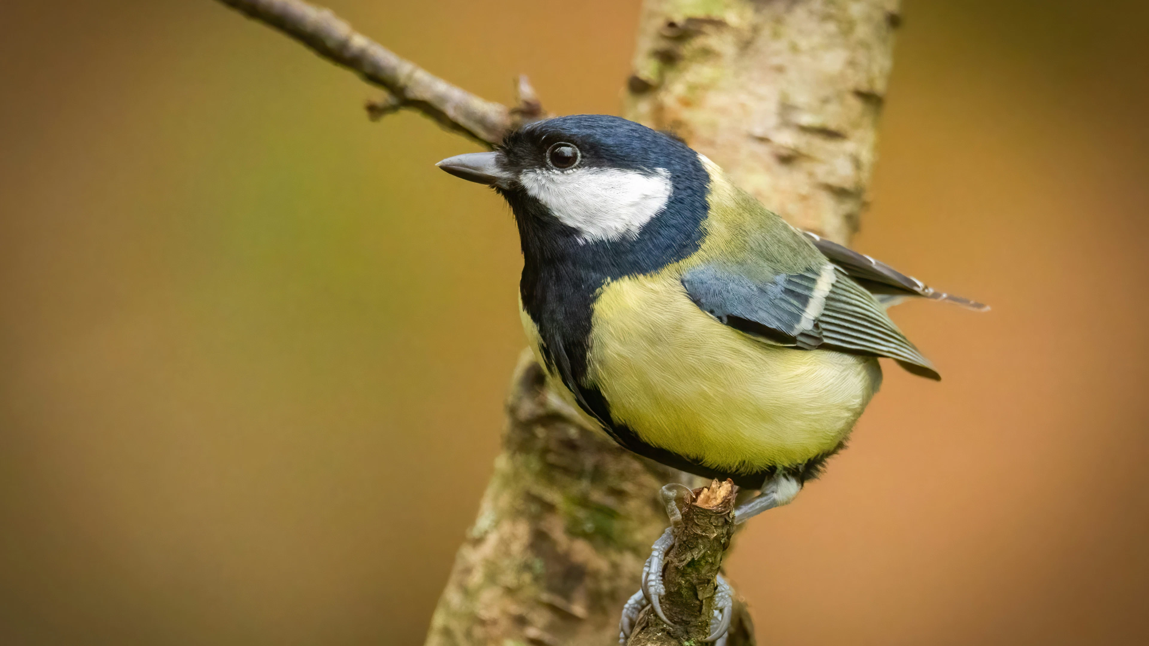 Stadsvogels lijken banger te zijn voor vrouwen dan voor mannen