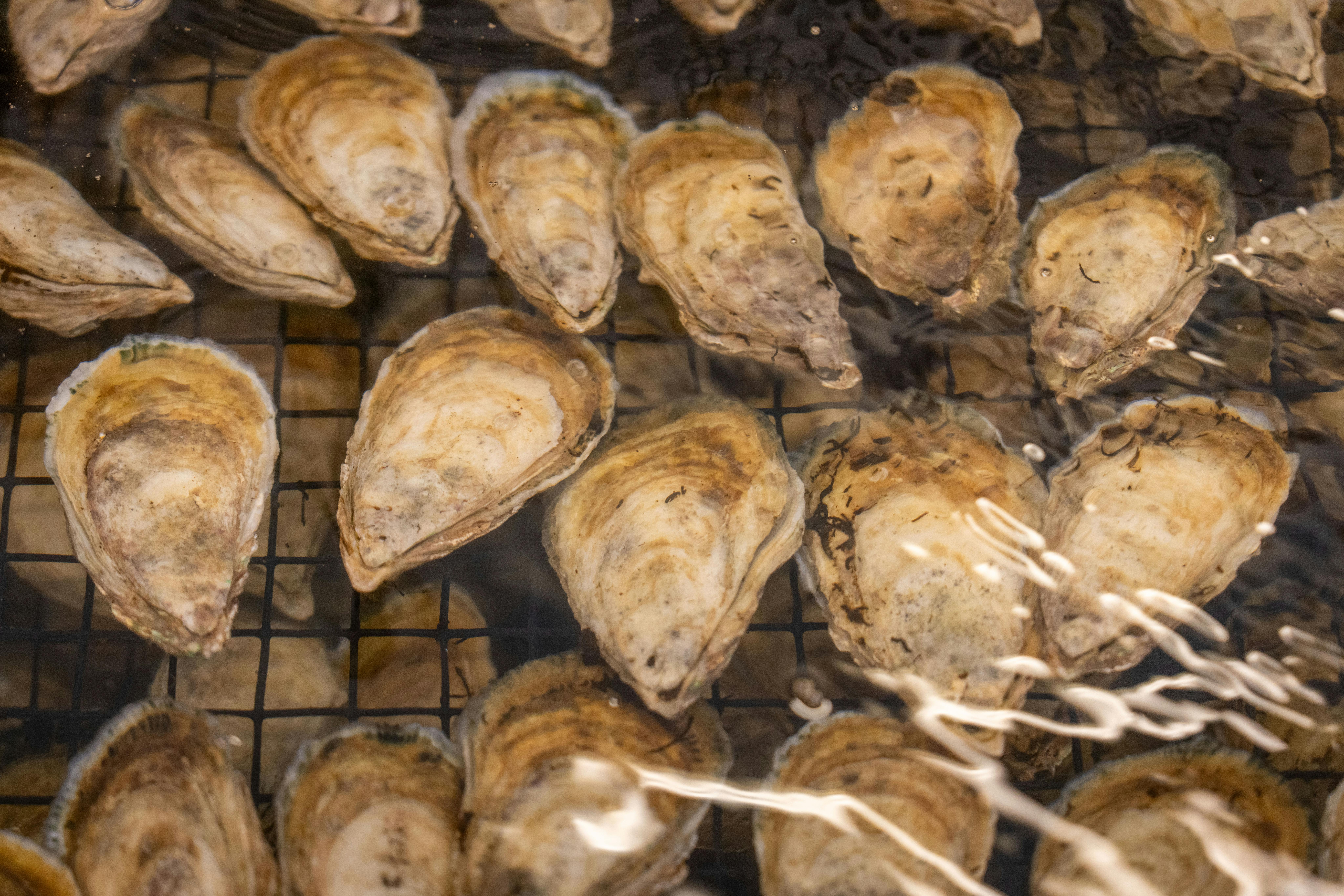 Sterker en sneller uithardend cement dankzij oesters