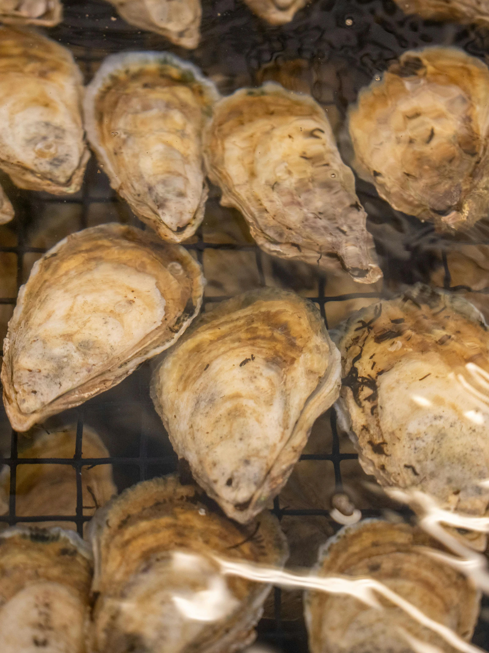 Sterker en sneller uithardend cement dankzij oesters