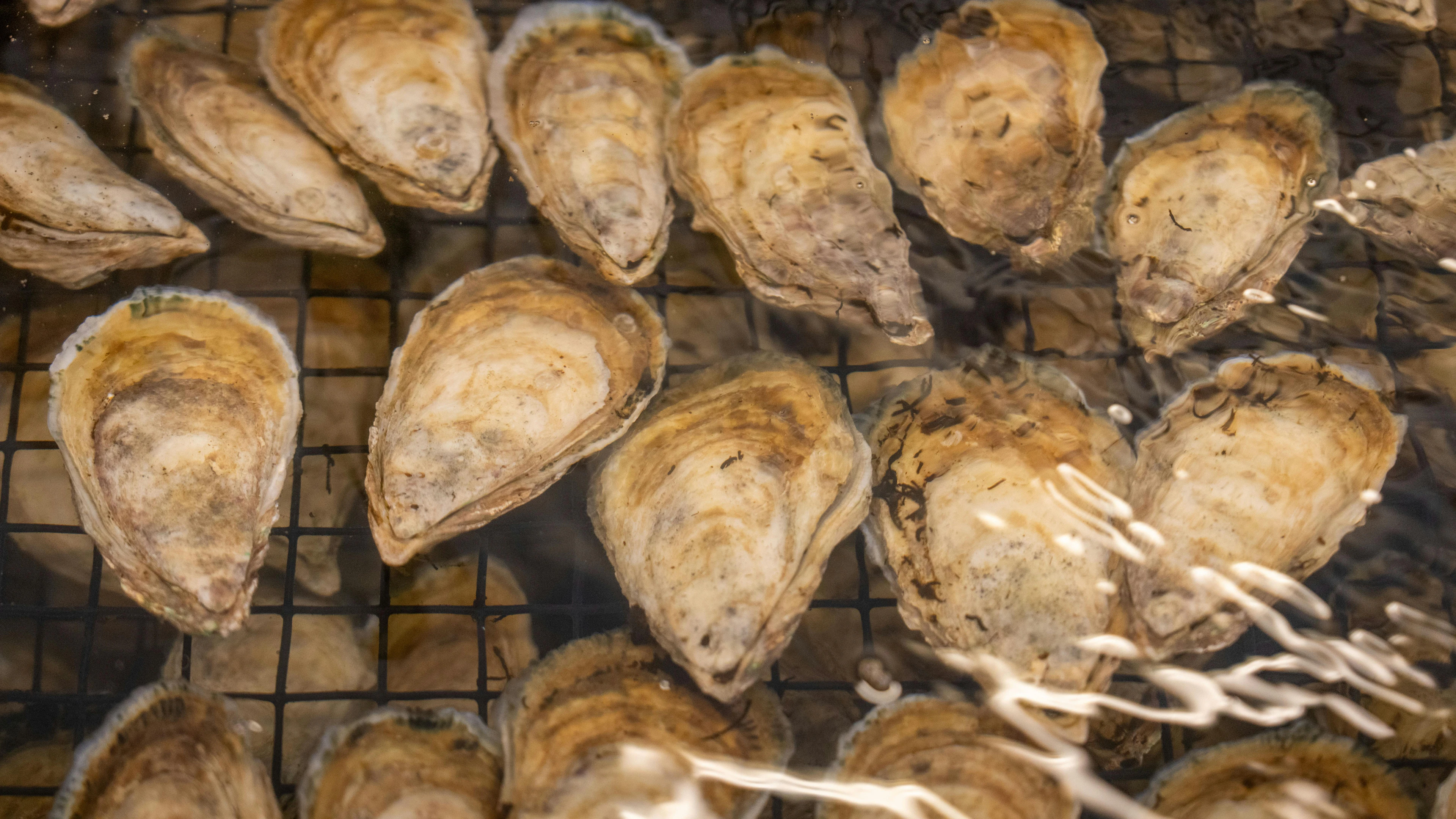 Sterker en sneller uithardend cement dankzij oesters