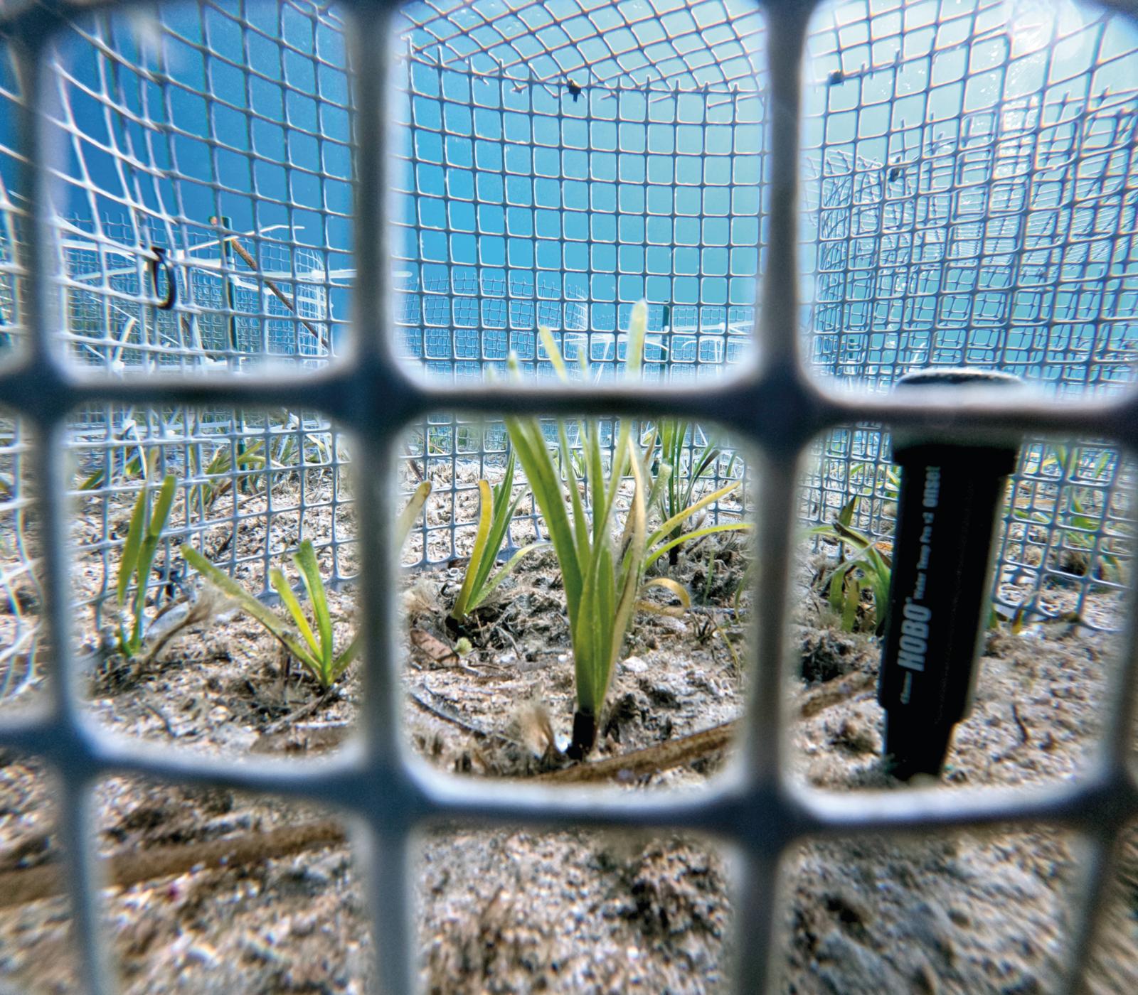 Superplant onder druk
