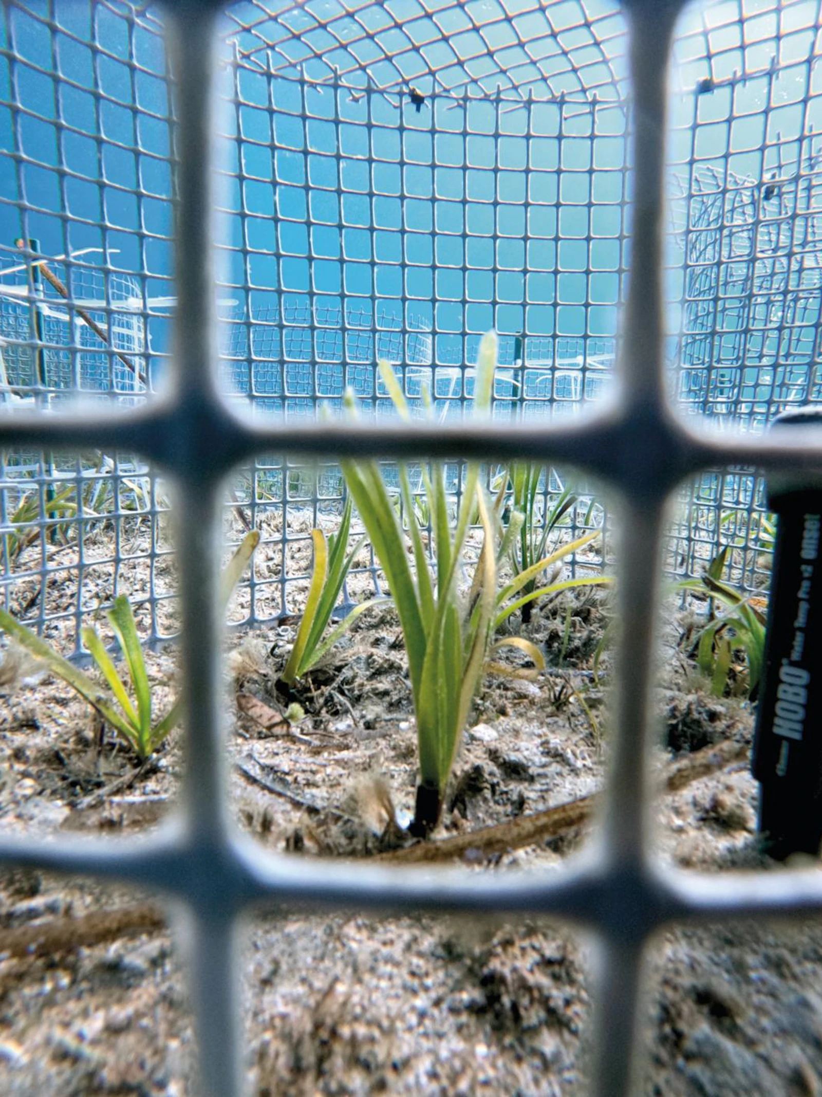 Superplant onder druk