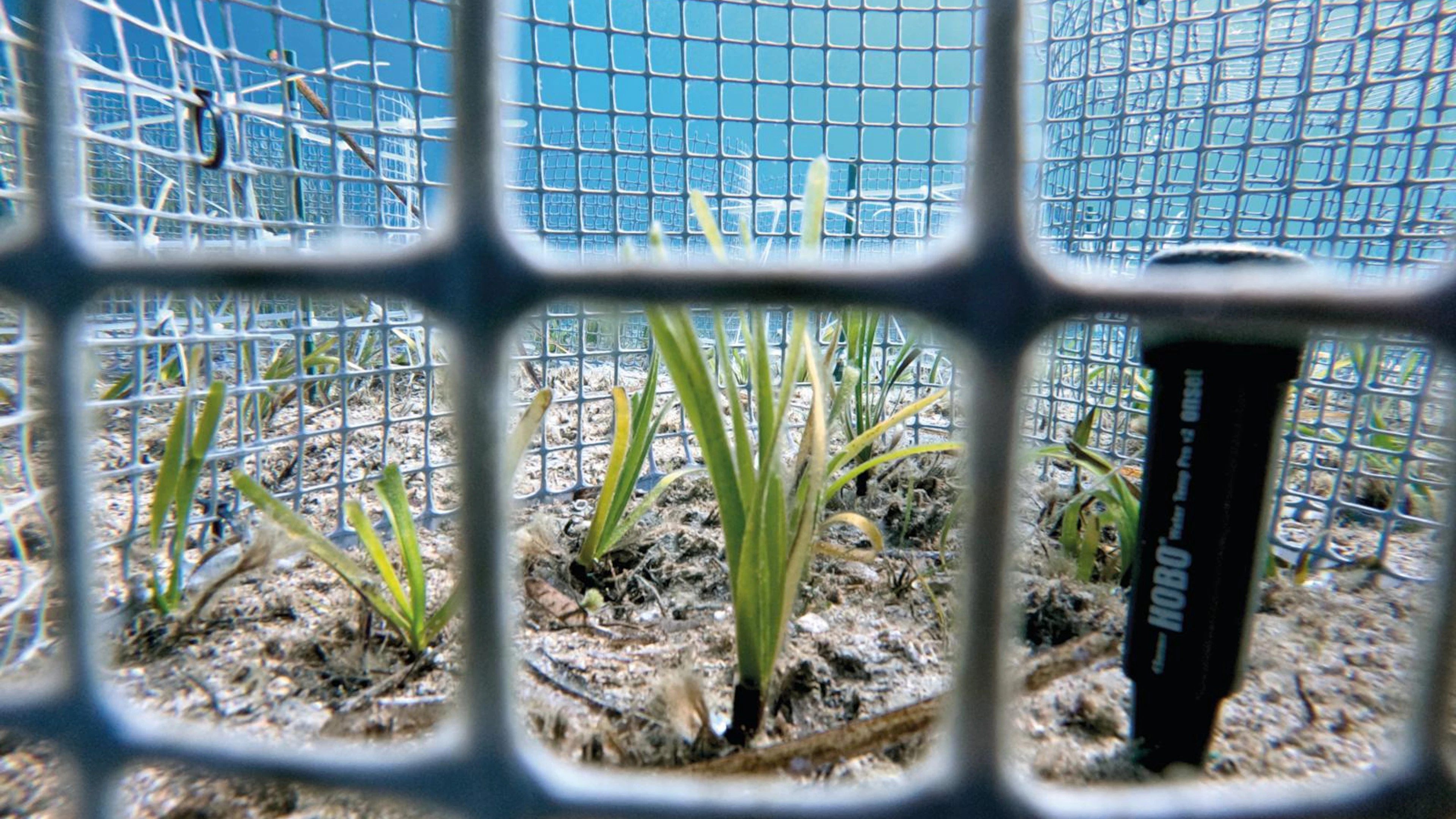 Superplant onder druk