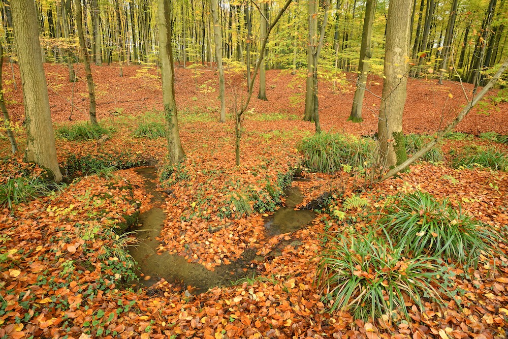 We verwachten (te) veel van het beetje bos dat ons rest
