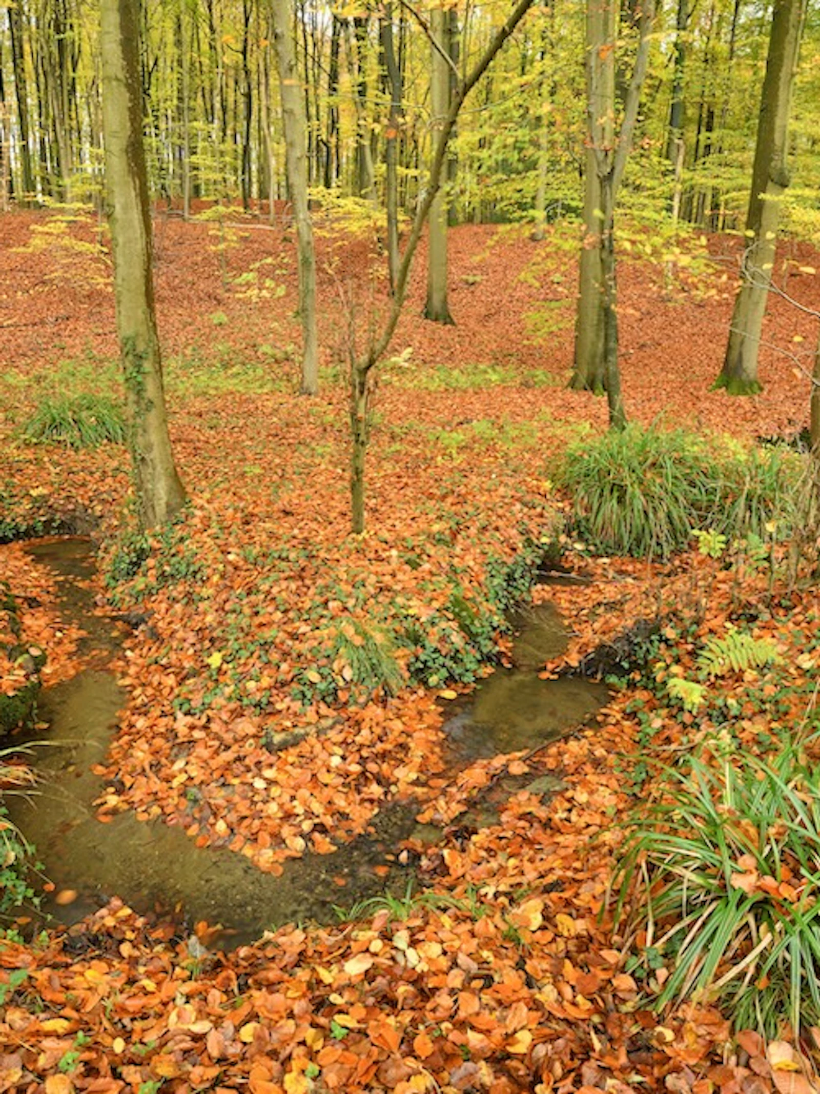 We verwachten (te) veel van het beetje bos dat ons rest