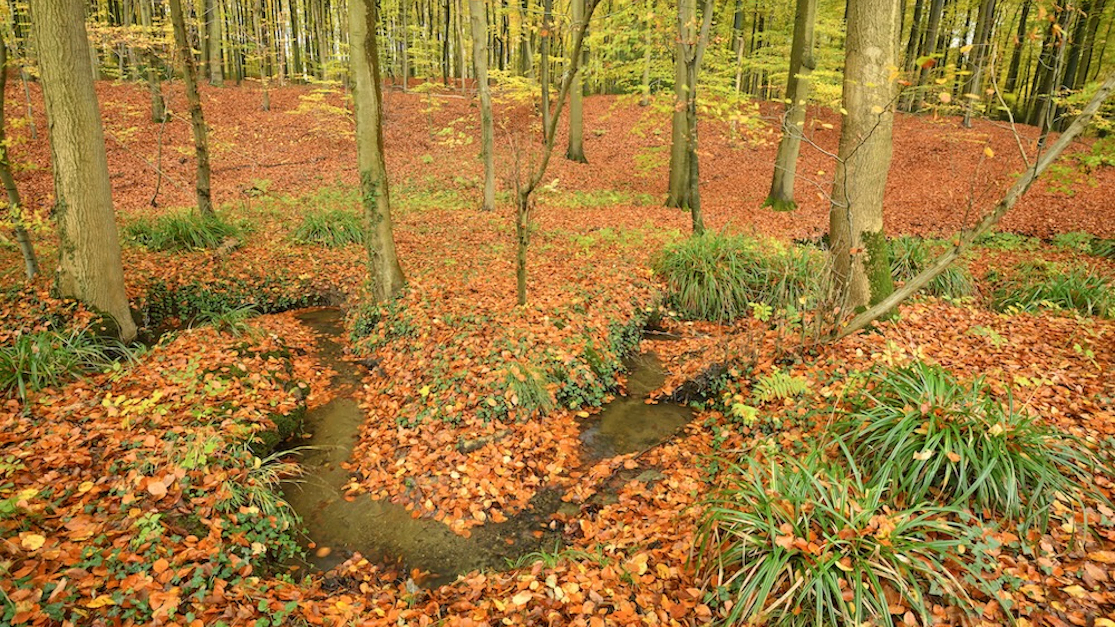 We verwachten (te) veel van het beetje bos dat ons rest