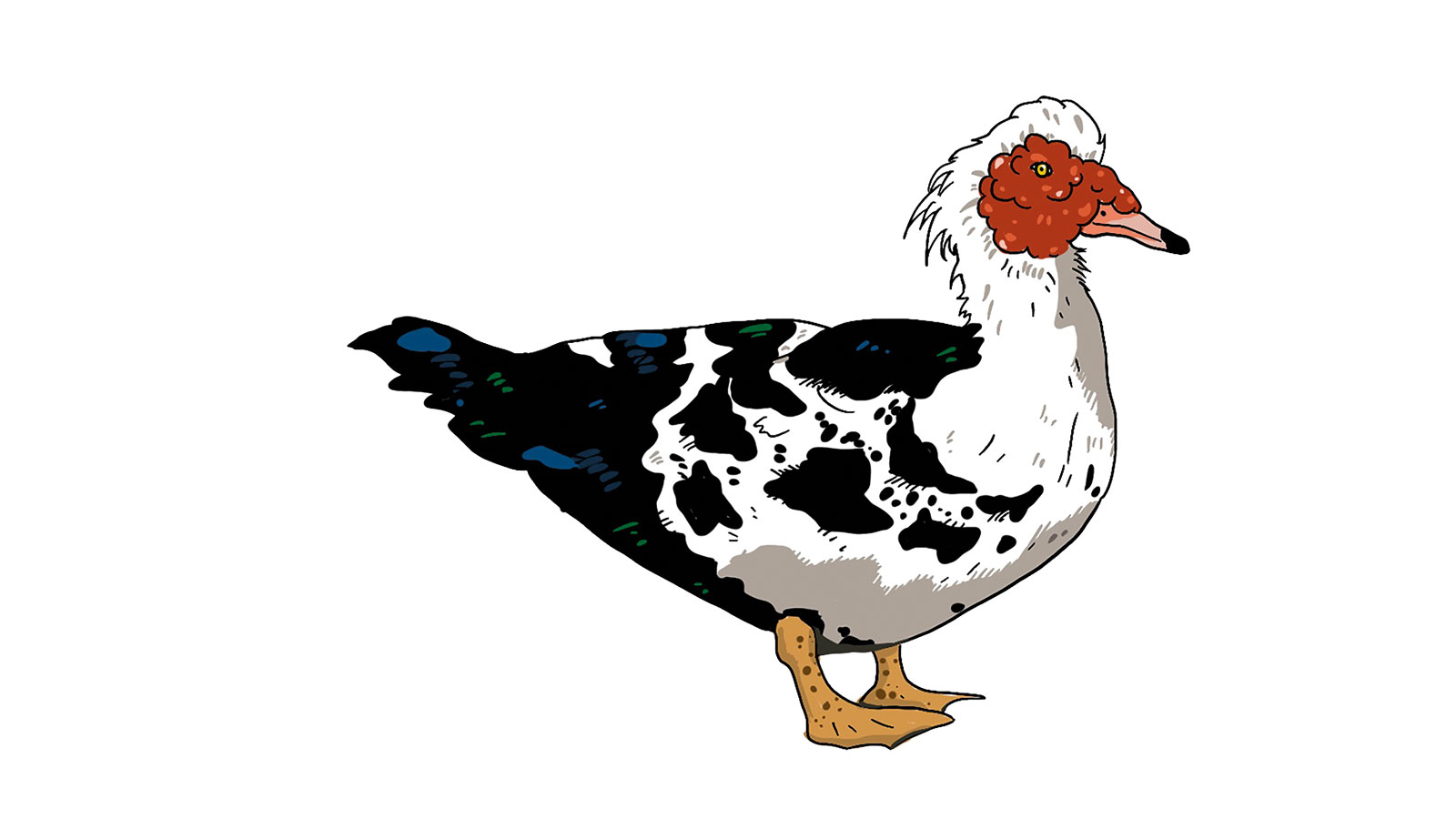 De lelijkste eend