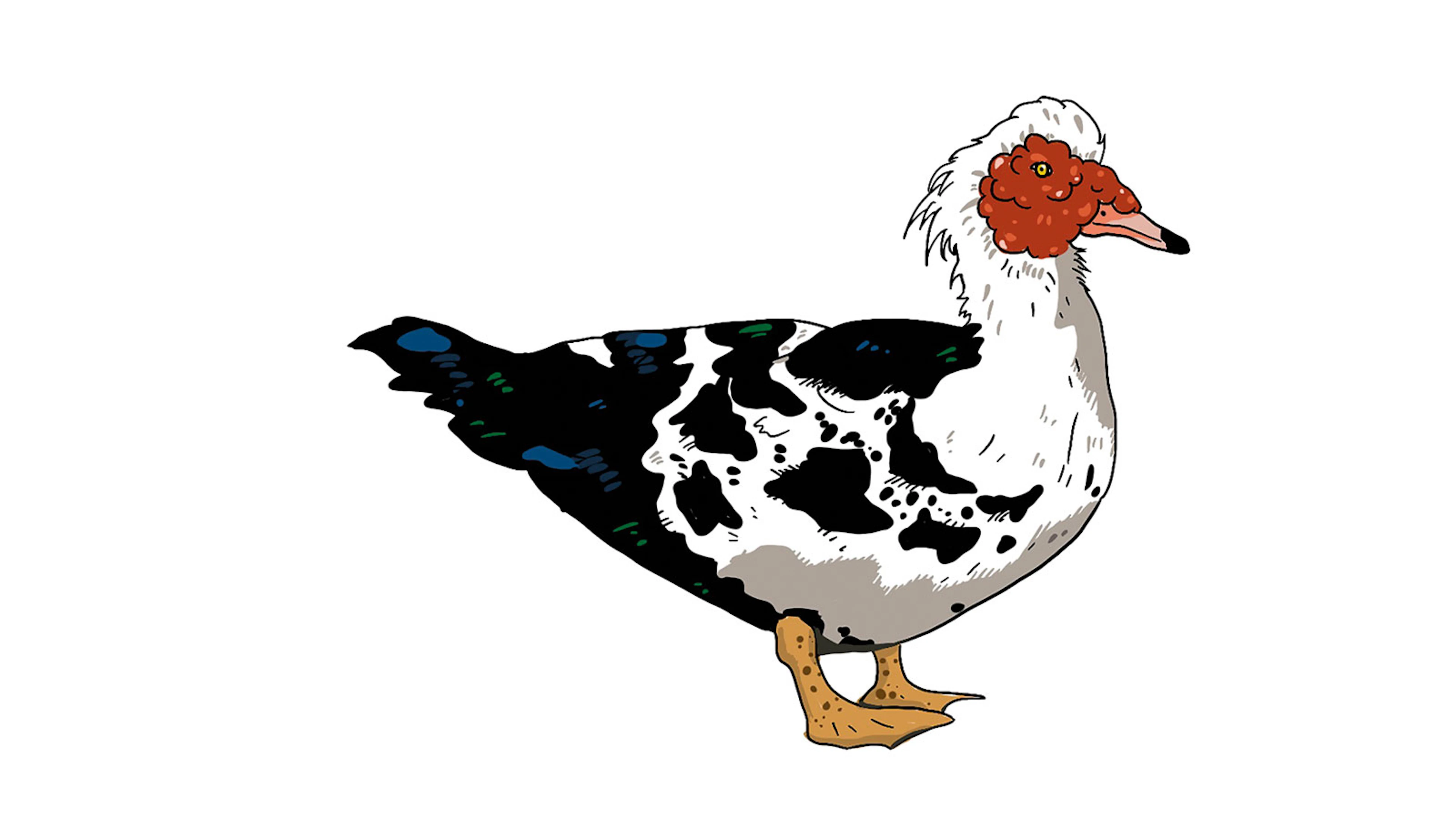 De lelijkste eend