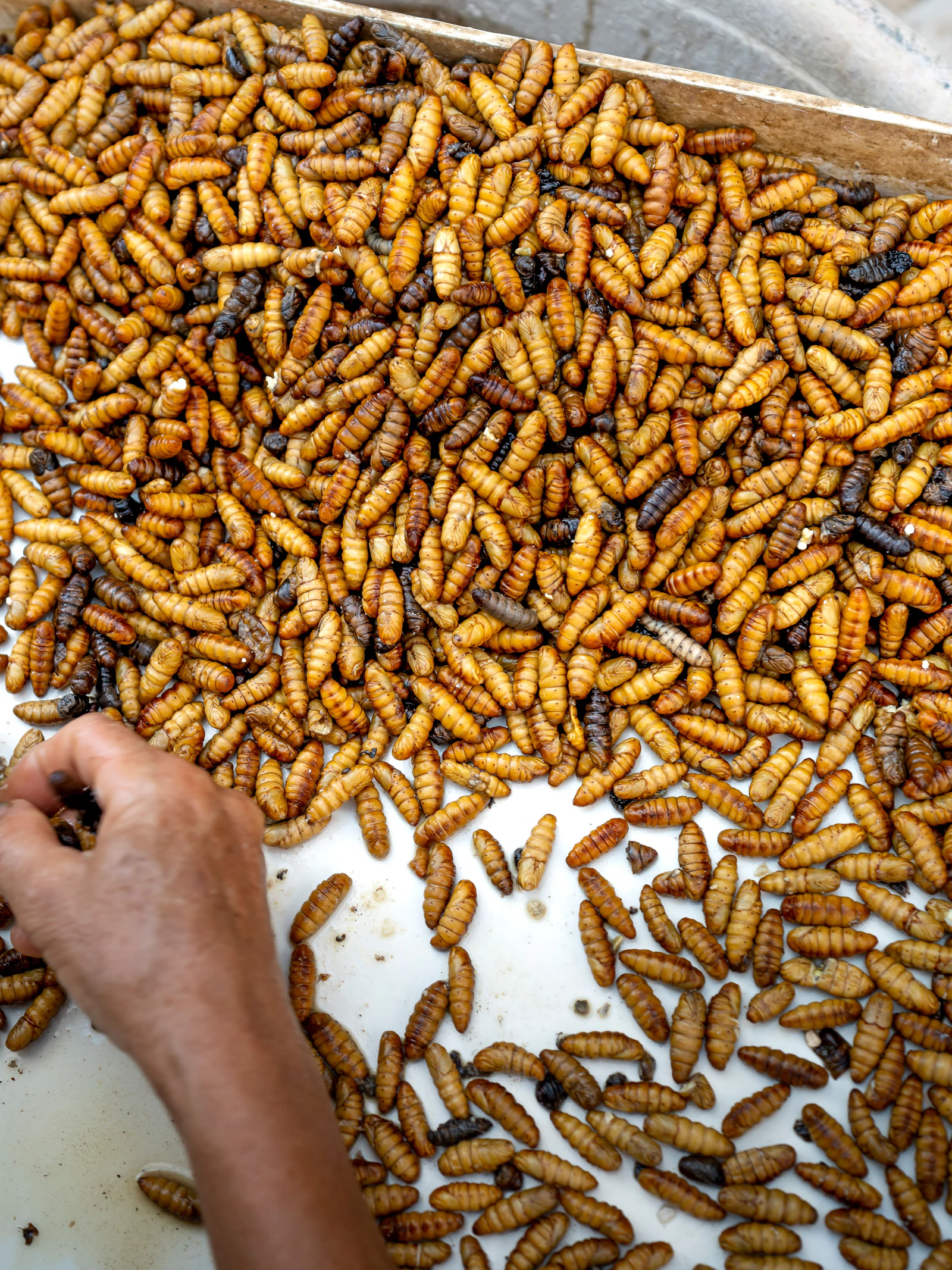 Insecten op het menu? Niet in prehistorisch Europa