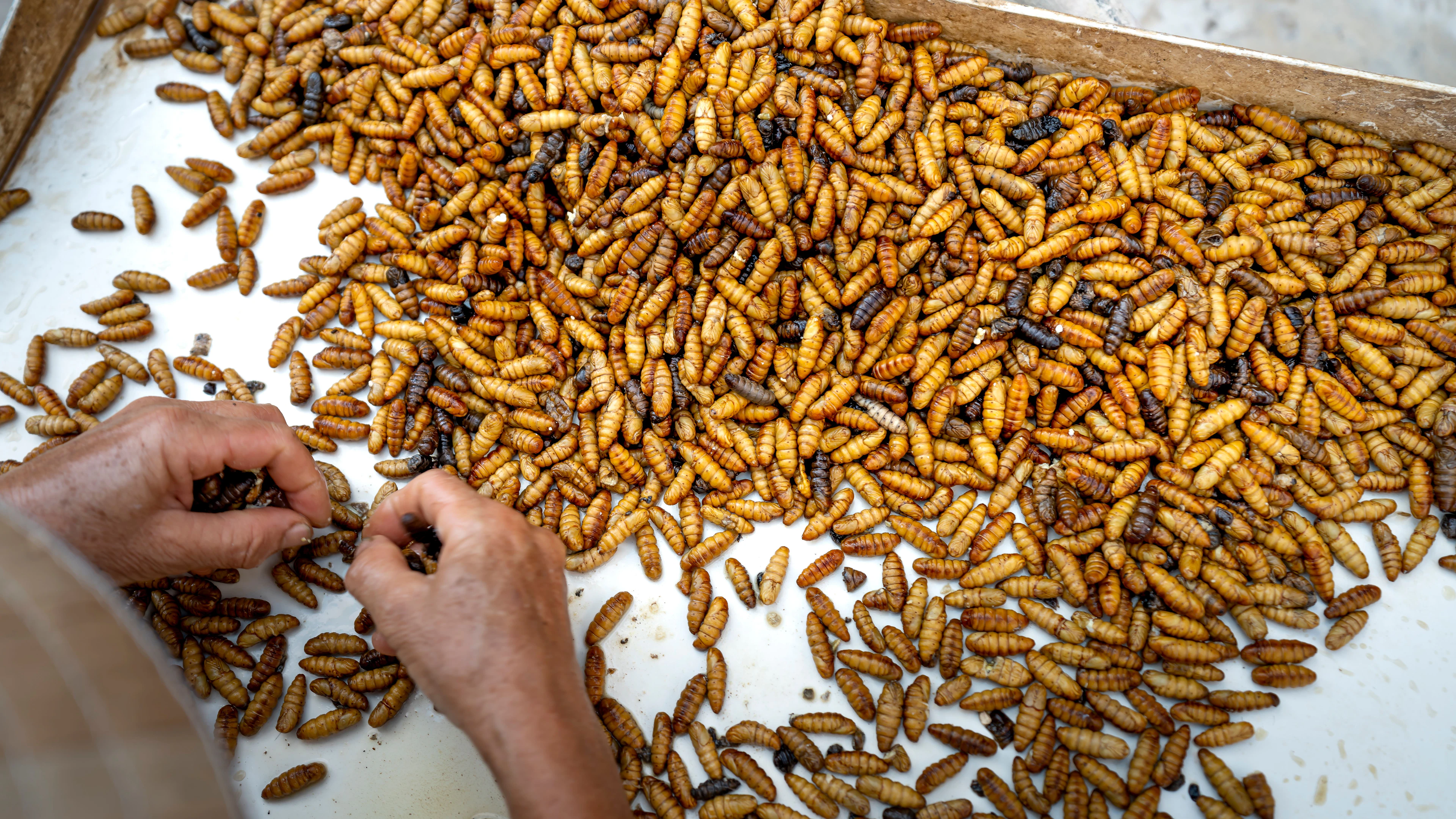 Insecten op het menu? Niet in prehistorisch Europa