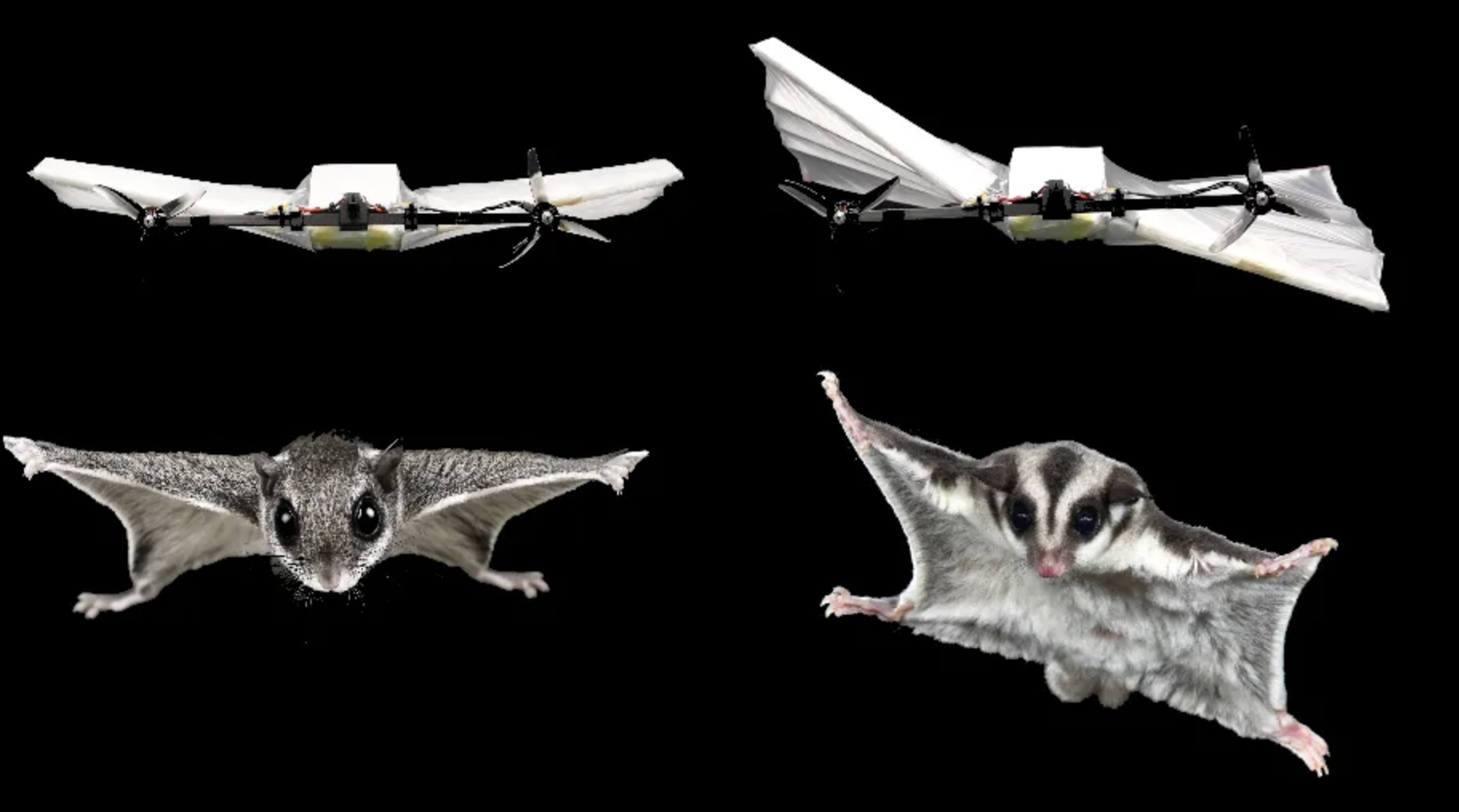 Deze nieuwe drone beweegt als een vliegende eekhoorn