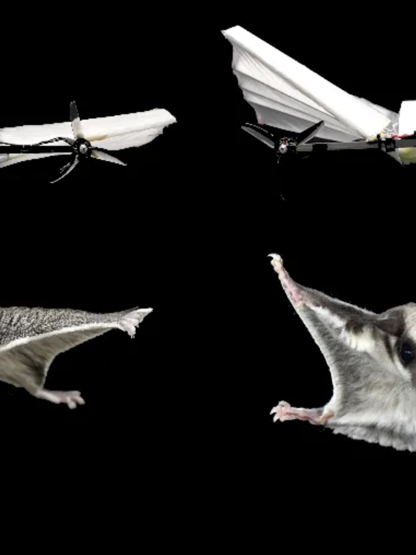Deze nieuwe drone beweegt als een vliegende eekhoorn