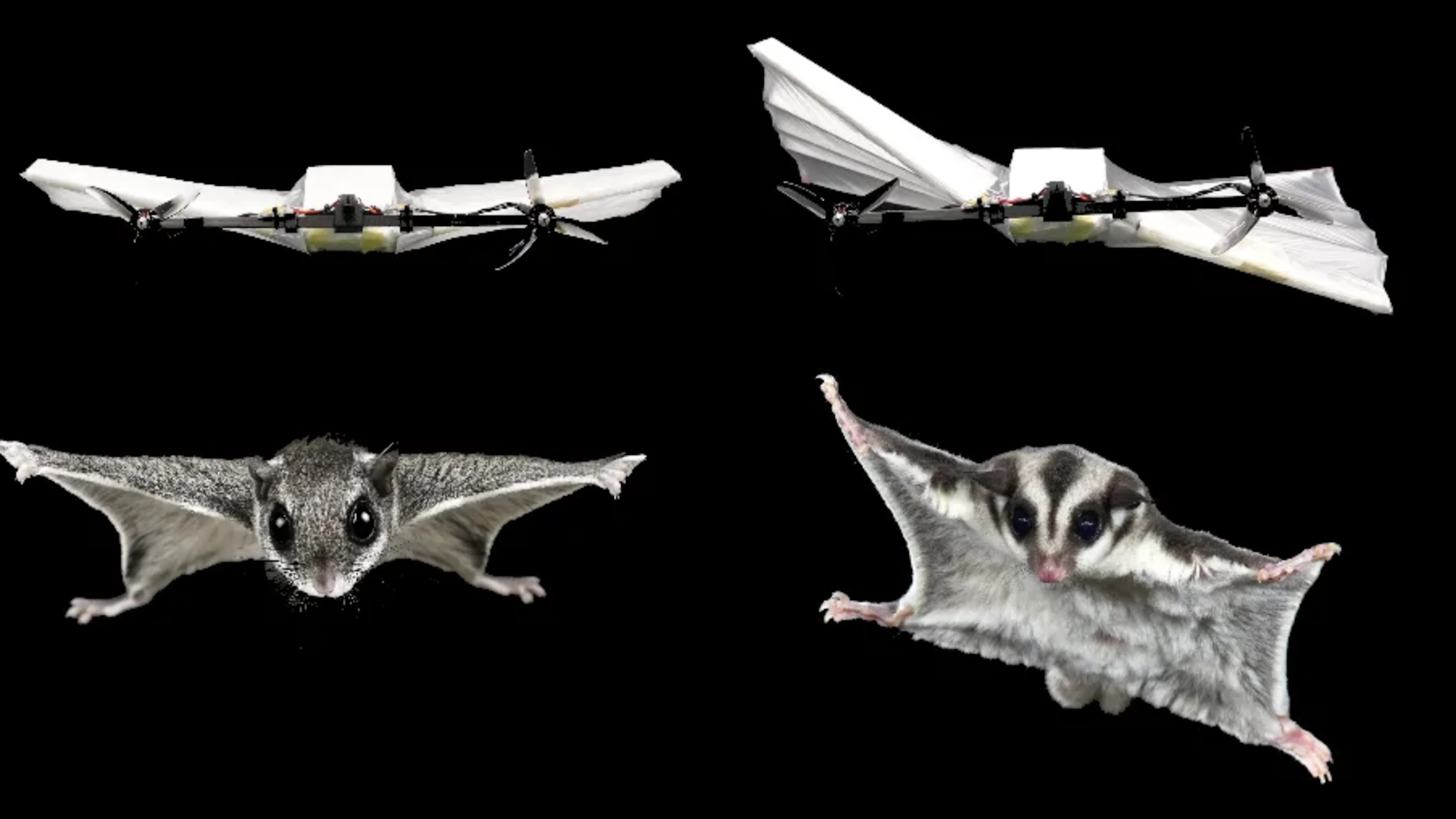 Deze nieuwe drone beweegt als een vliegende eekhoorn
