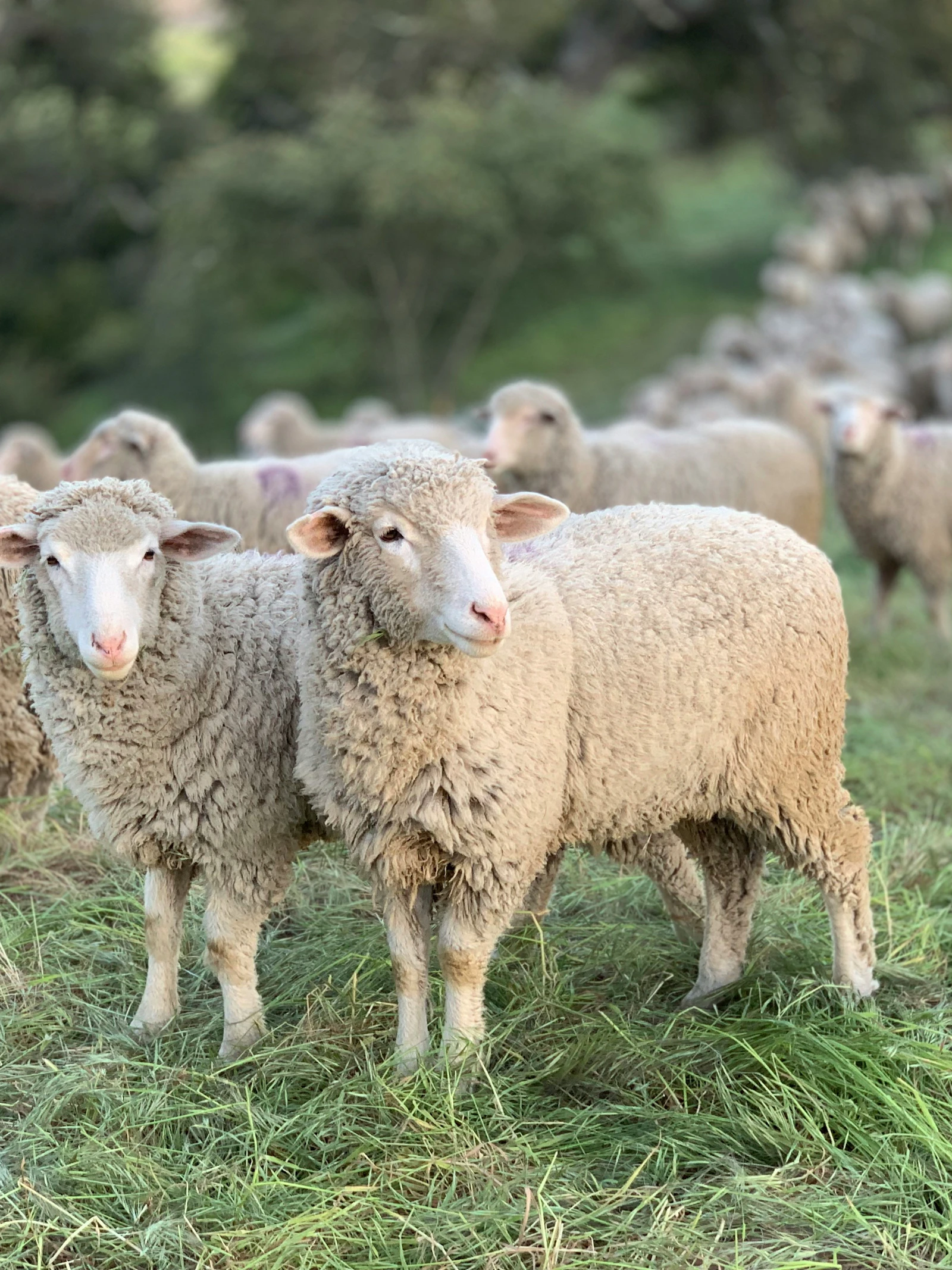 Knuttergek van blauwtong: een klein beestje met grote gevolgen