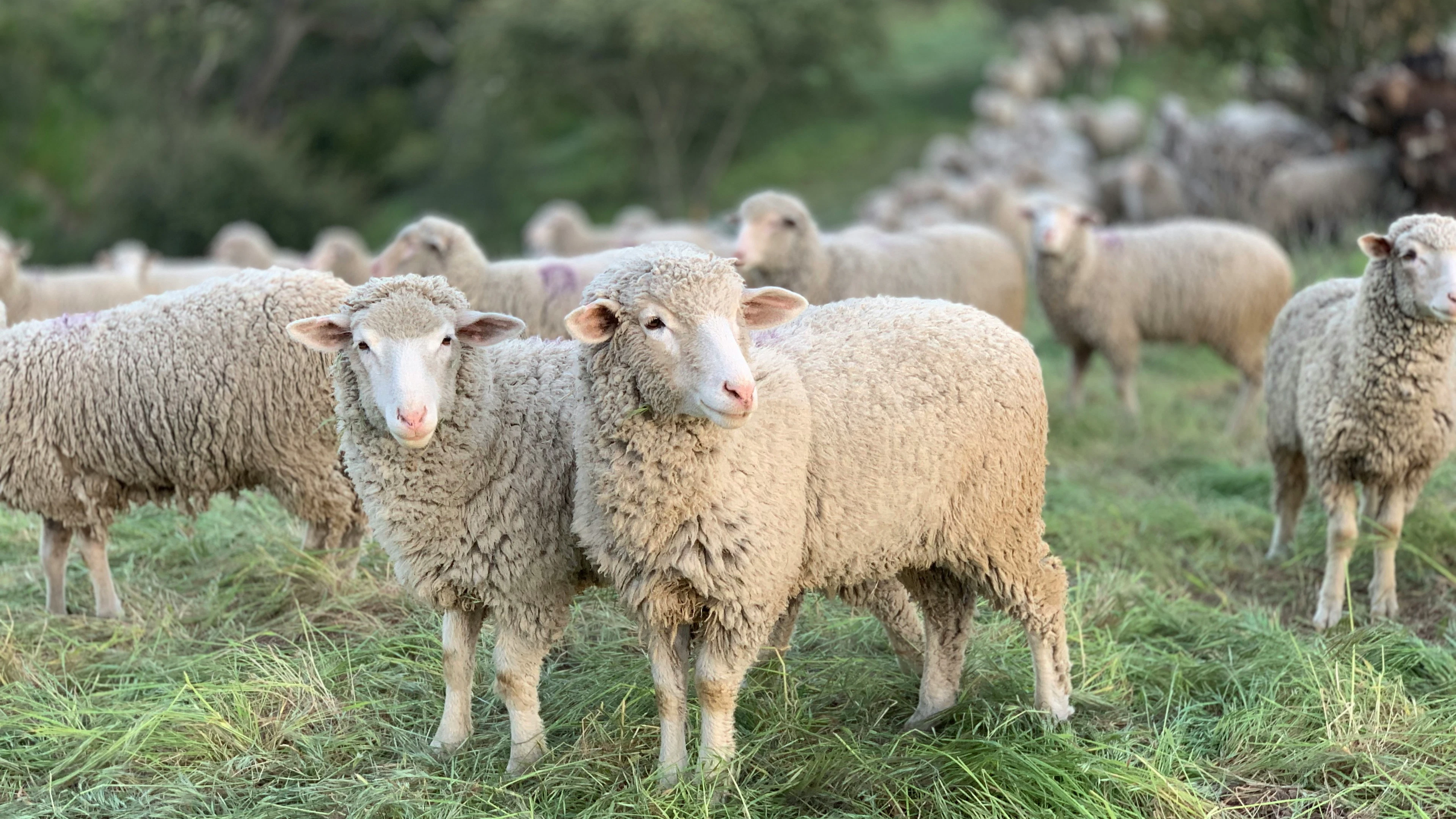 Knuttergek van blauwtong: een klein beestje met grote gevolgen