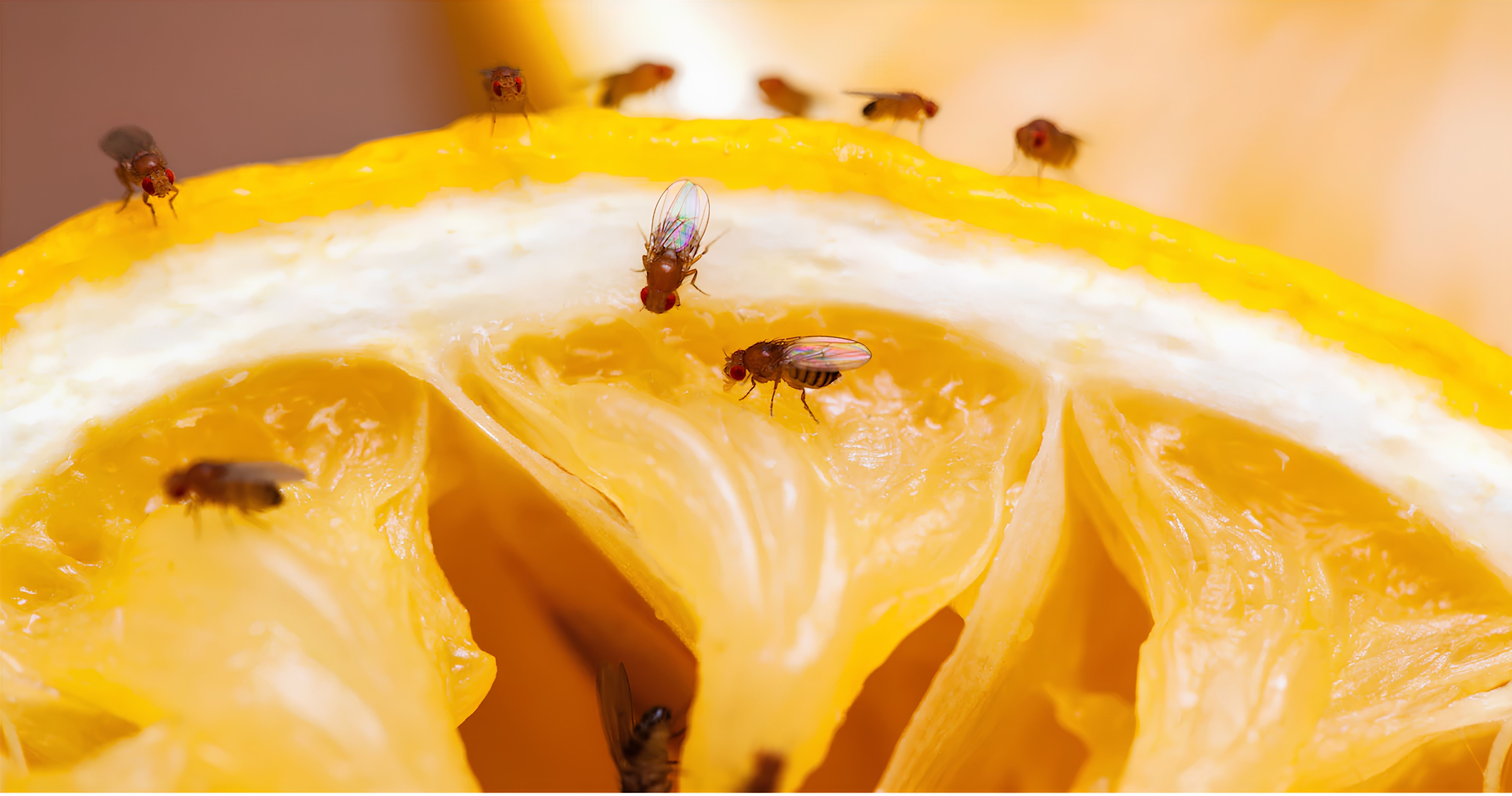 De superheld in je fruitmand: de fruitvlieg