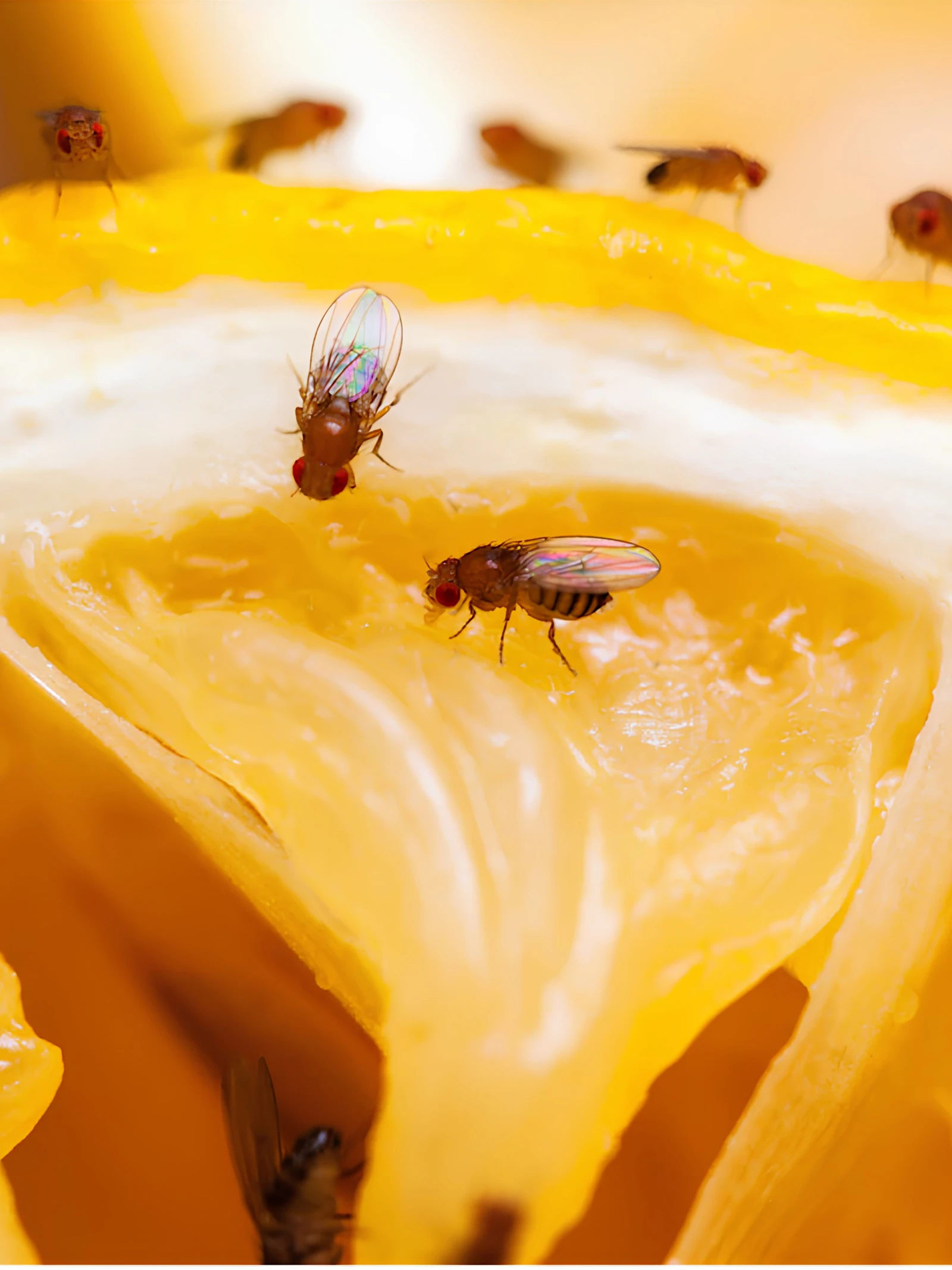 De superheld in je fruitmand: de fruitvlieg
