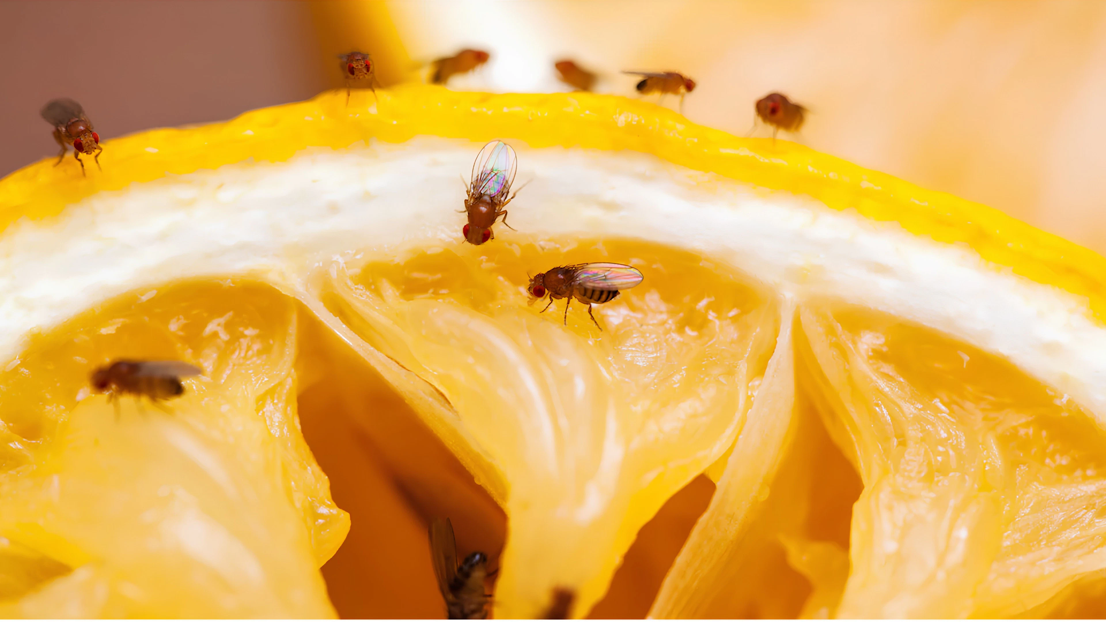 De superheld in je fruitmand: de fruitvlieg