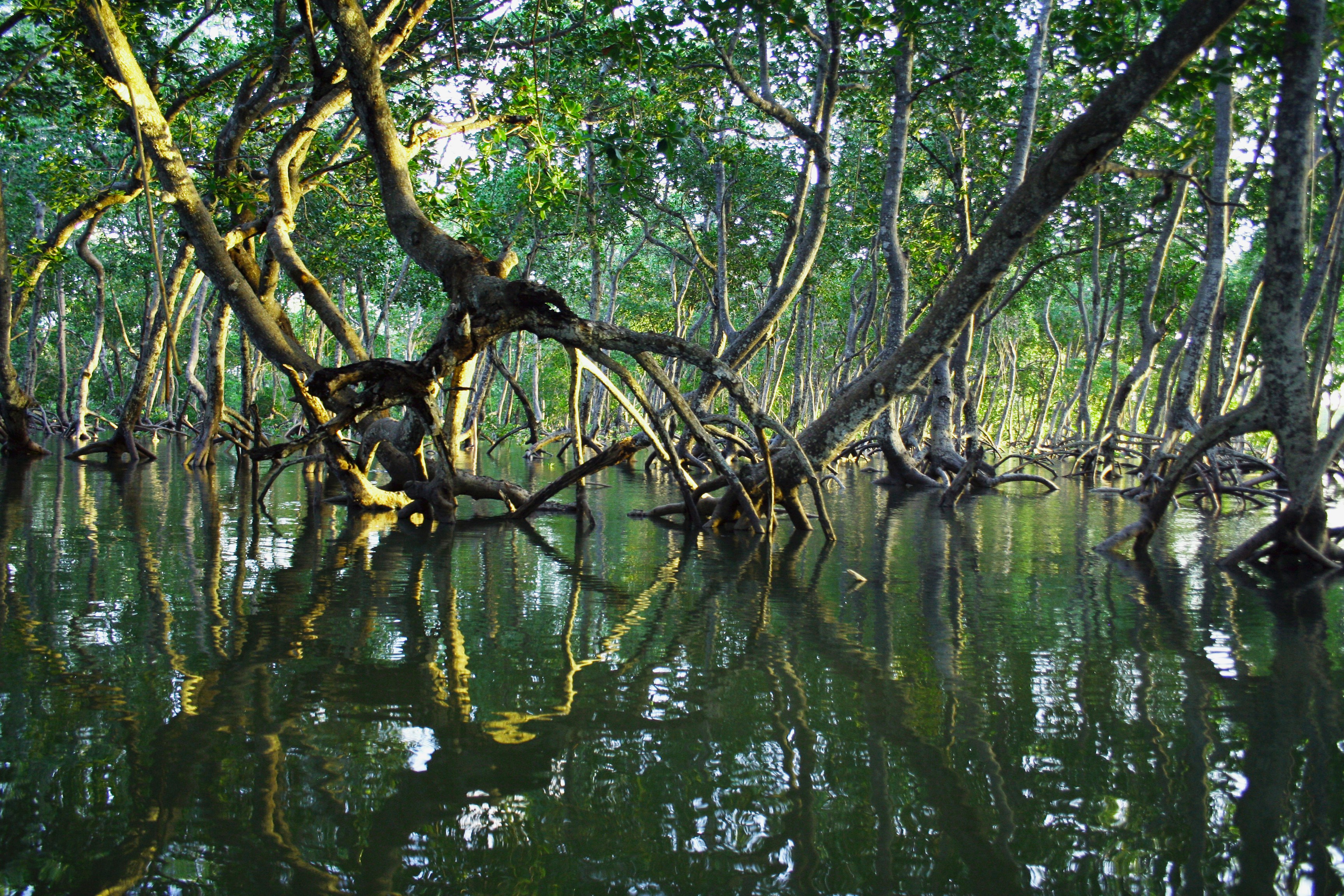 Mangrovebossen herstellen zich wereldwijd na decennia van verlies