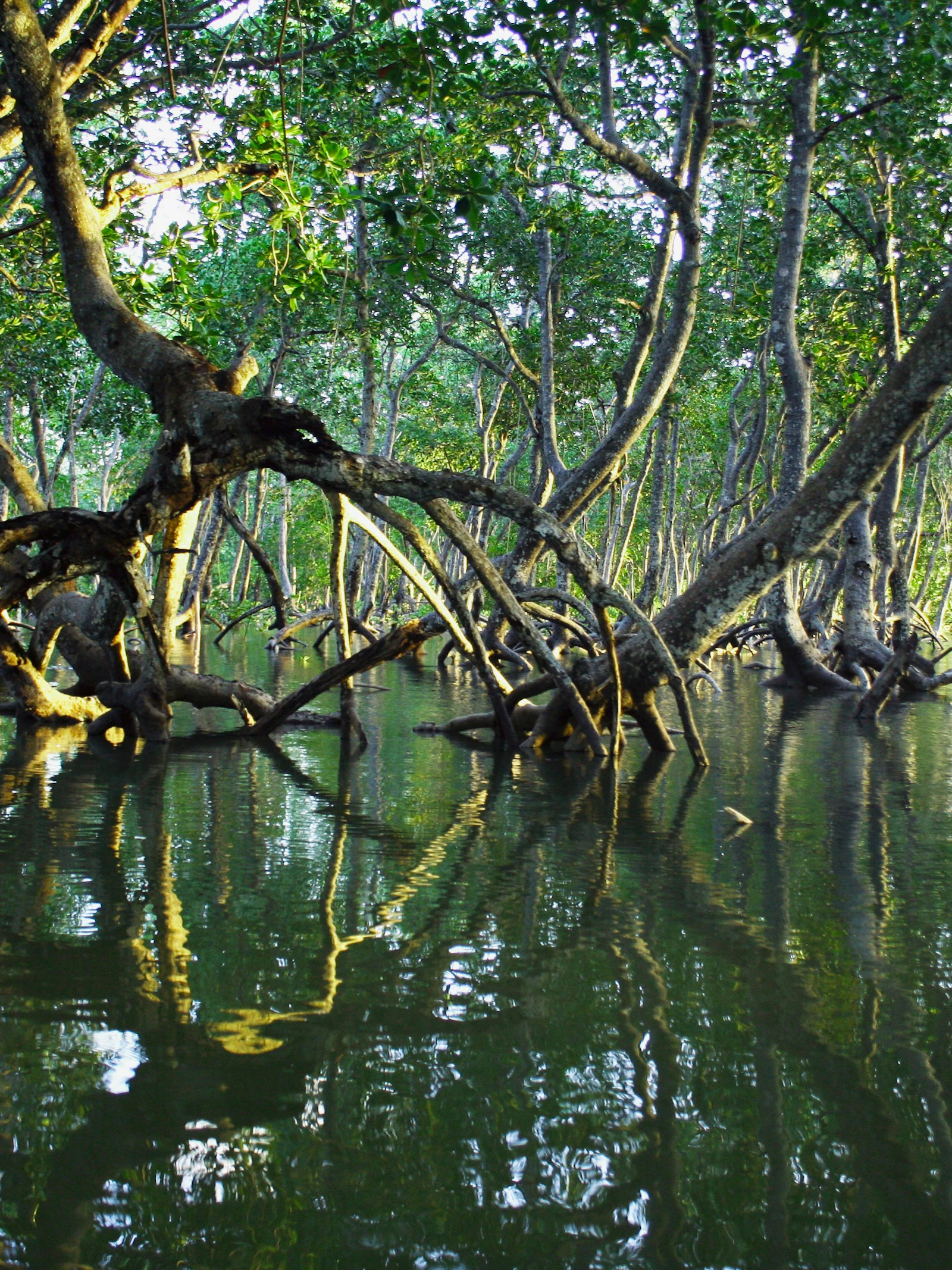 Mangrovebossen herstellen zich wereldwijd na decennia van verlies