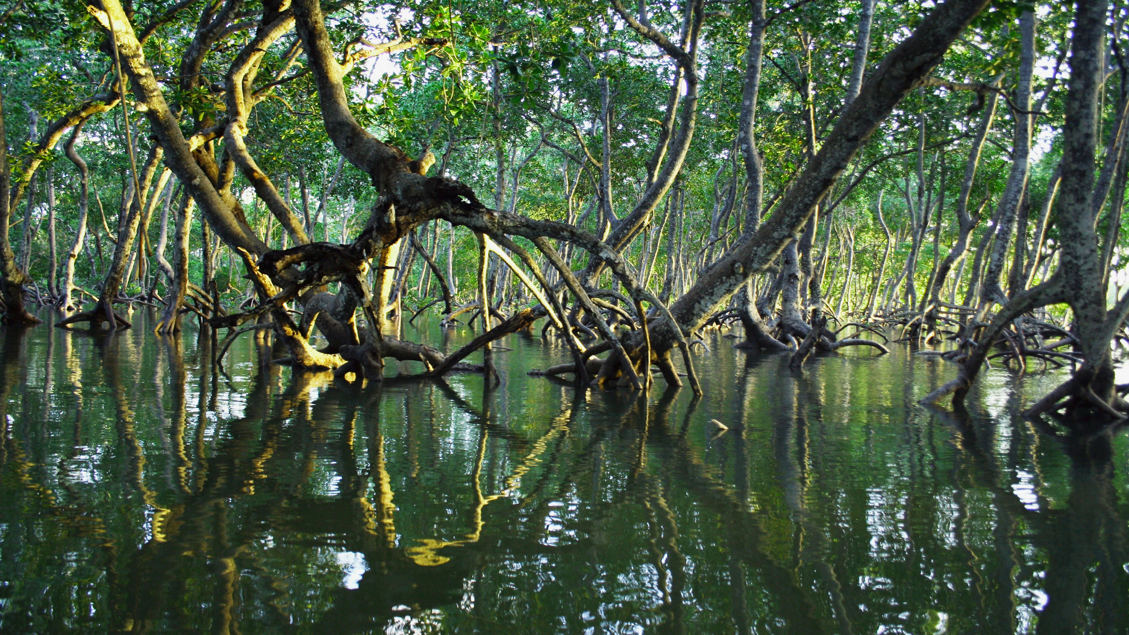 Mangrovebossen herstellen zich wereldwijd na decennia van verlies