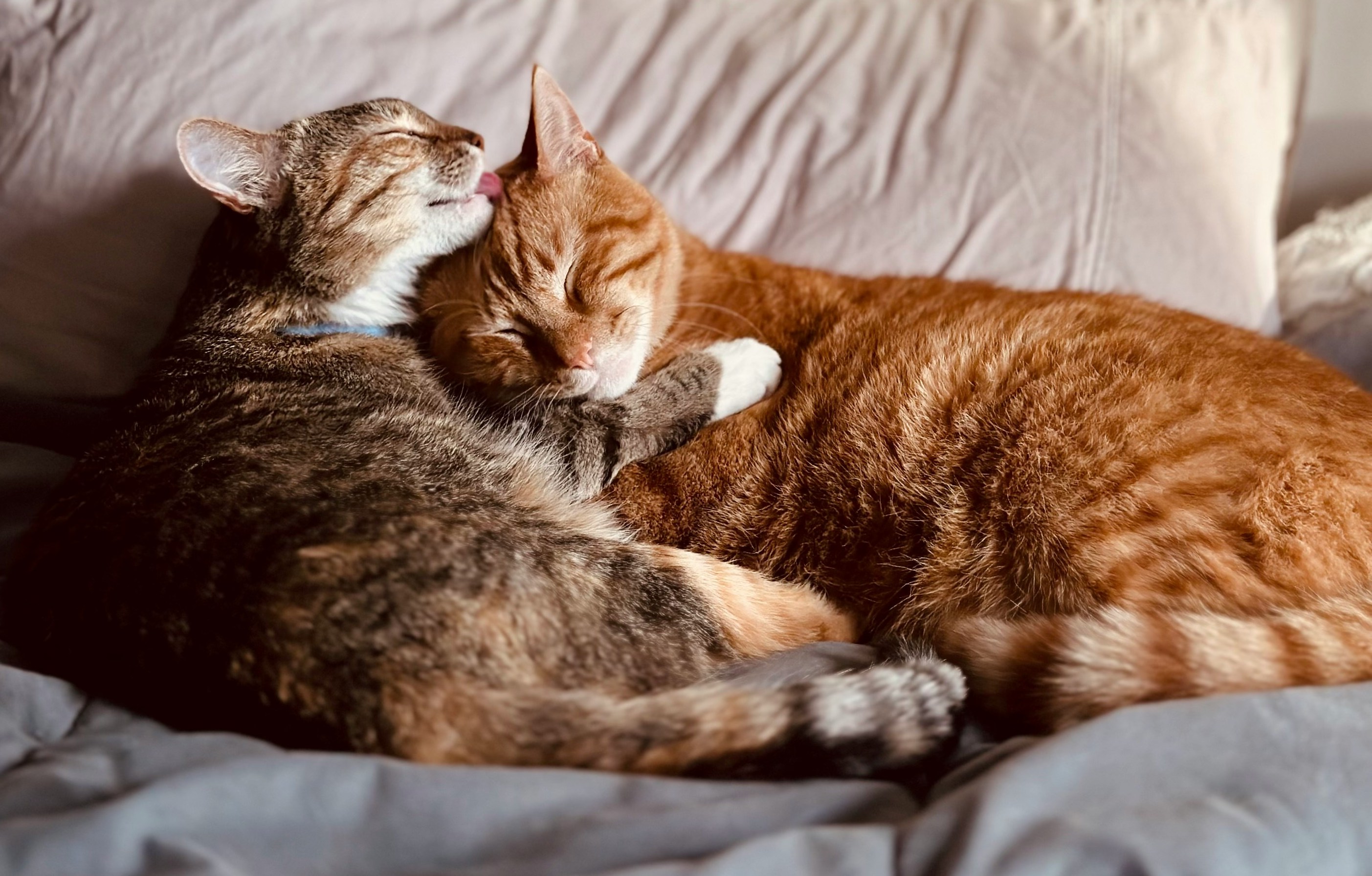 Je katten zijn misschien toch geen vrienden