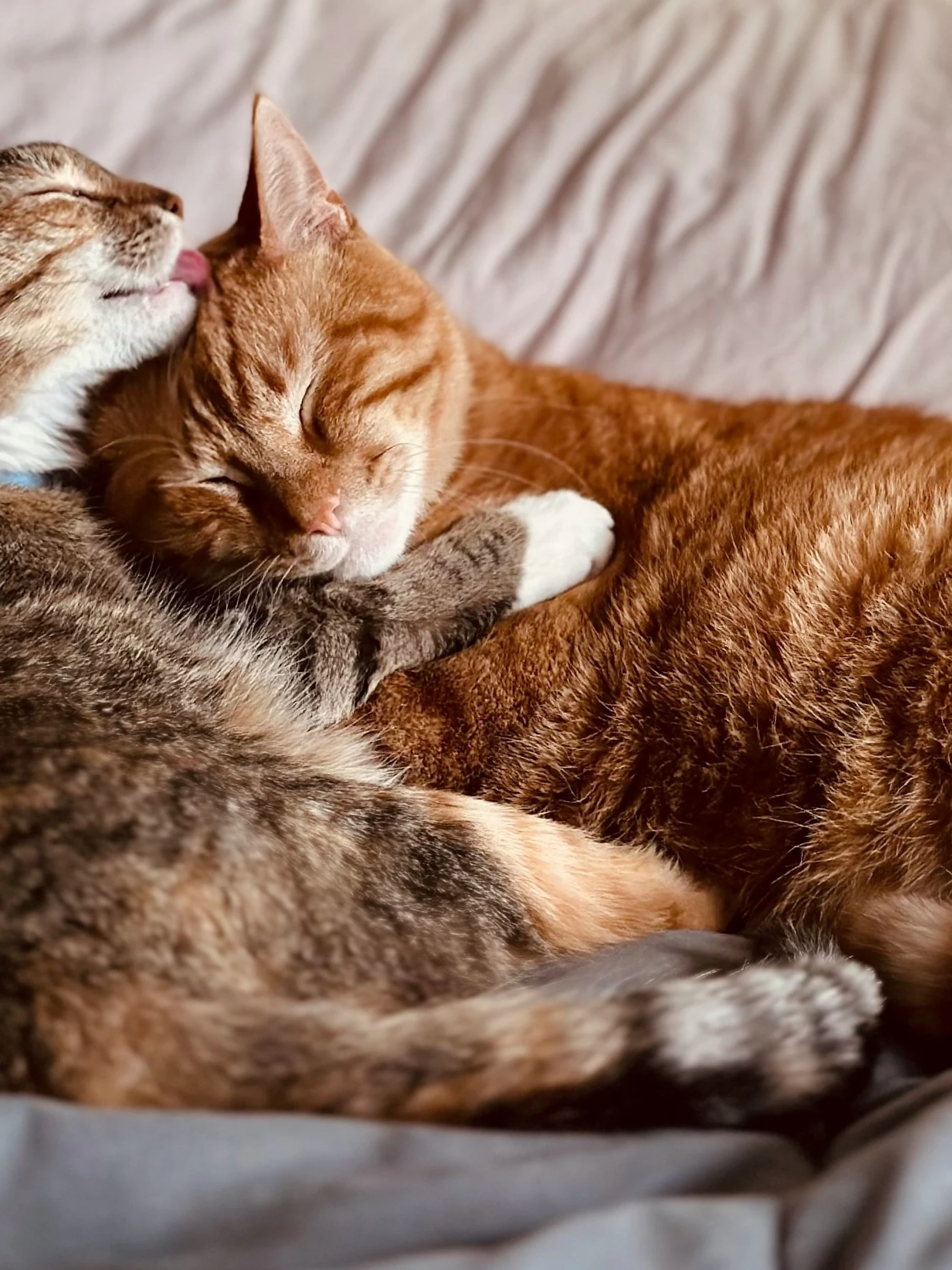 Je katten zijn misschien toch geen vrienden