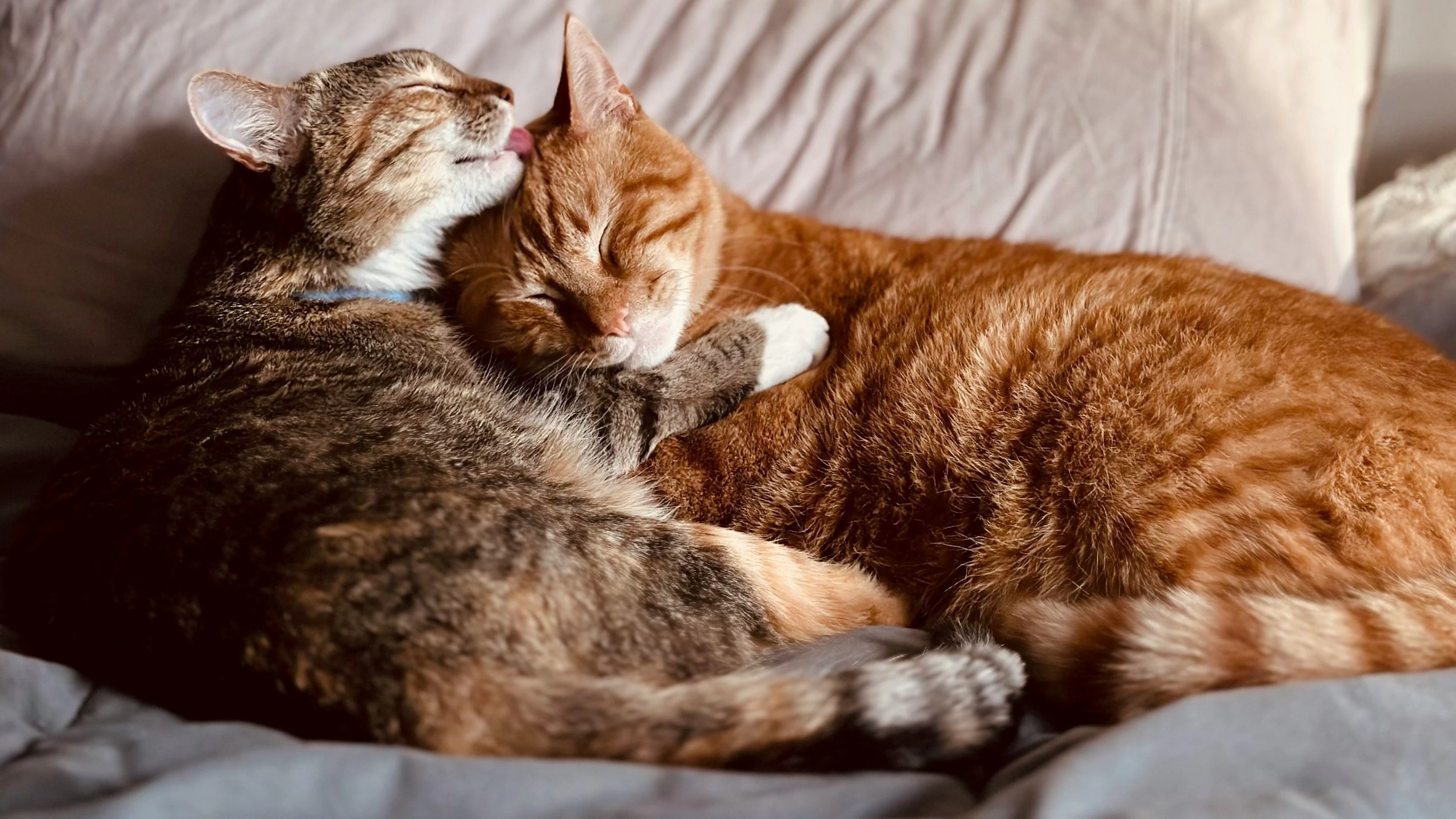 Je katten zijn misschien toch geen vrienden