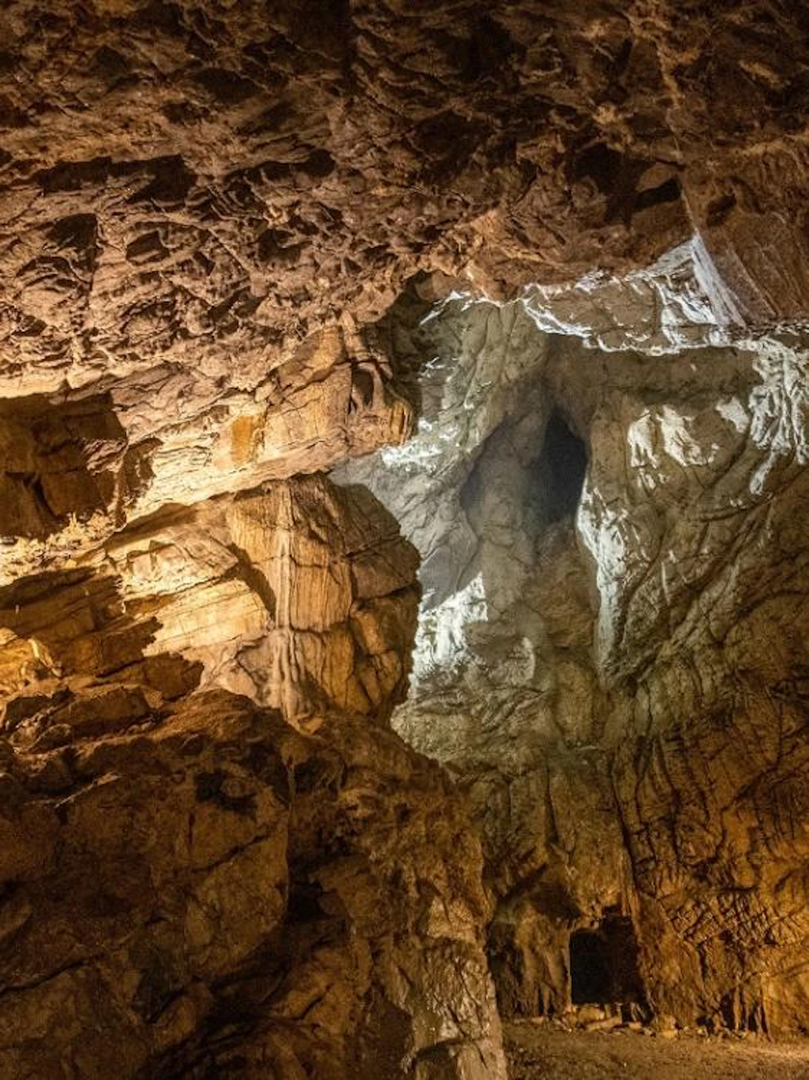 Belgische fossielen werpen nieuw licht op het uitsterven van de neanderthalers