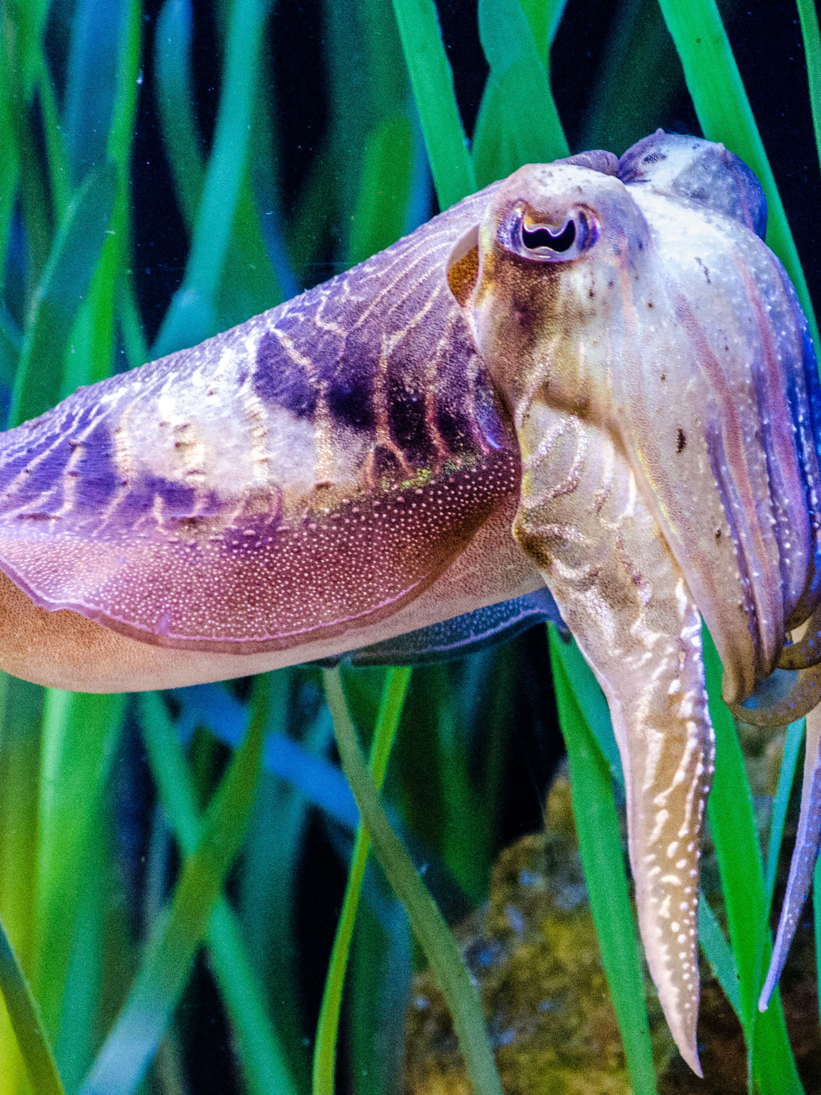Foto door Andrea Acanfora via Pexels De zeekat is een meester in verstoppertje spelen
