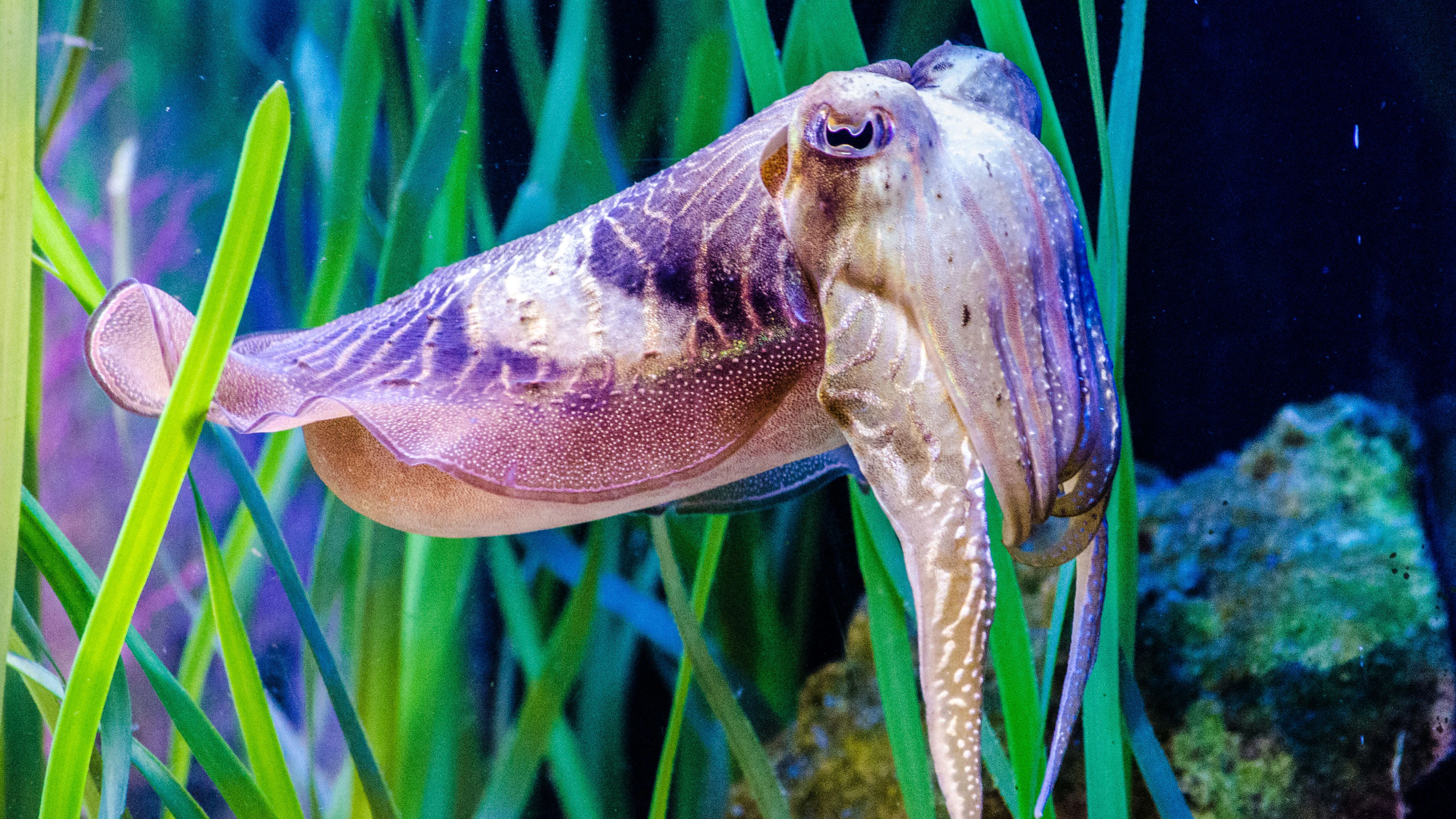 Foto door Andrea Acanfora via Pexels De zeekat is een meester in verstoppertje spelen