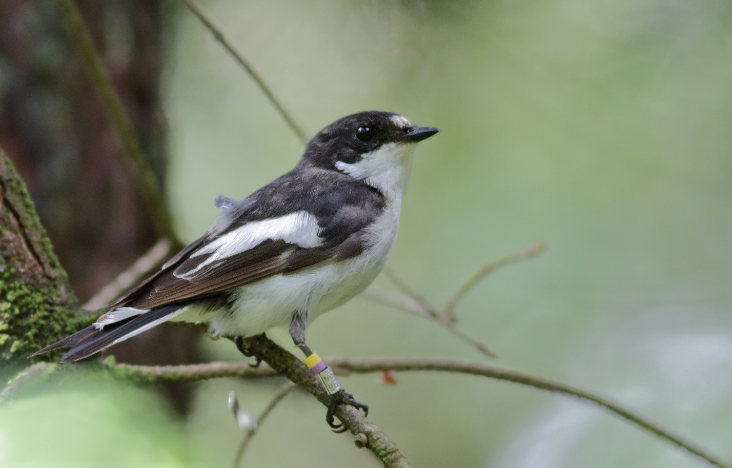 Het overwinteringsgebied van bonte vliegenvangers ligt erfelijk vast
